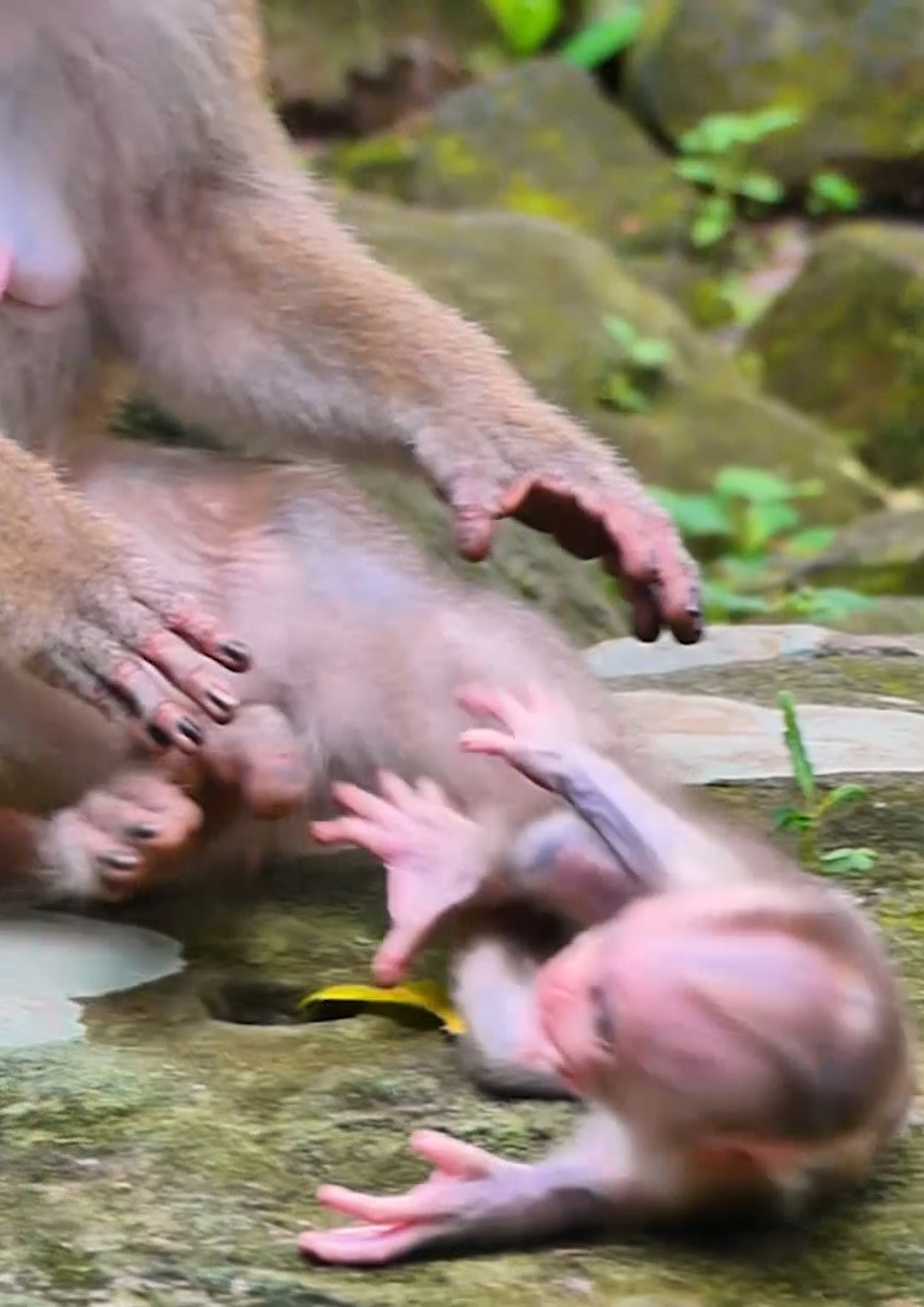 So pity baby monkey, mom pushing her baby monkey out by angry when he ...