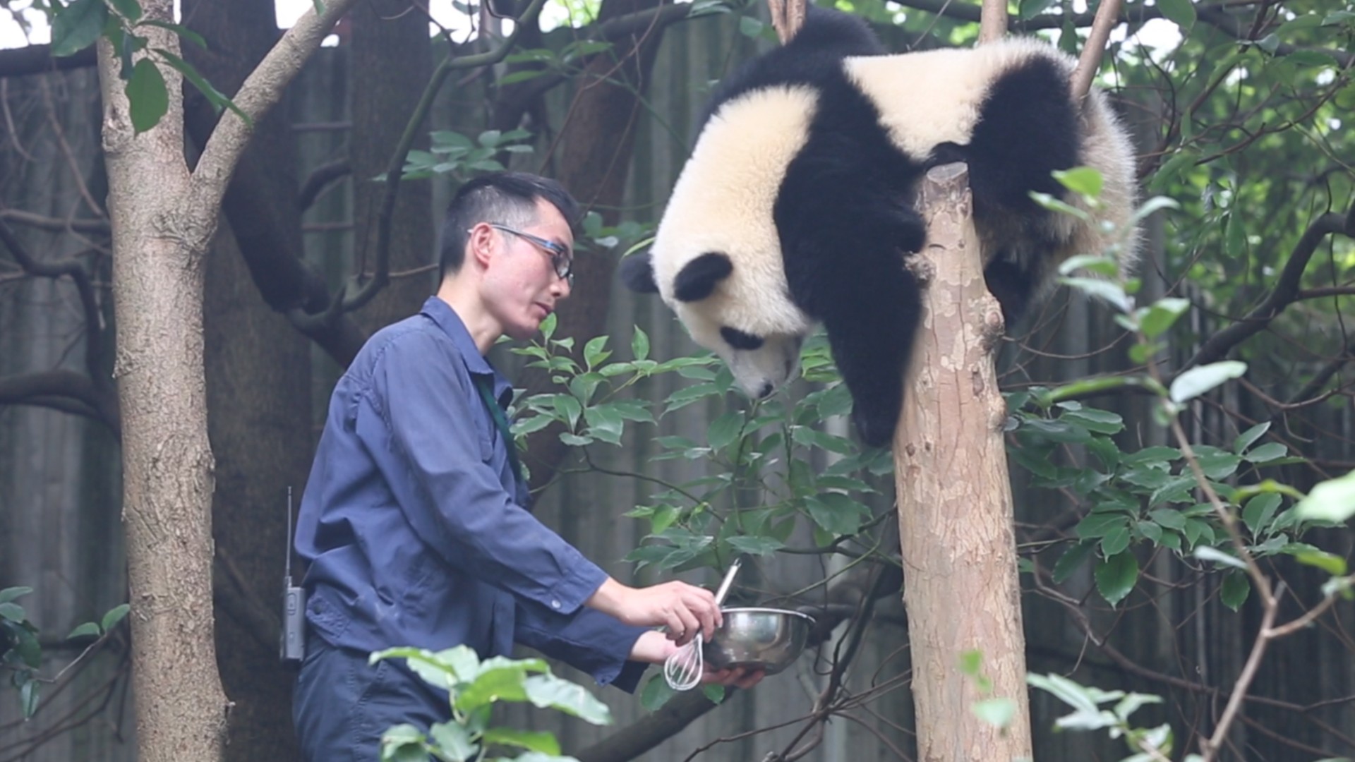 Sorry, nanny~ Not really feeling like moving today~ (Ke Dou) #panda # ...
