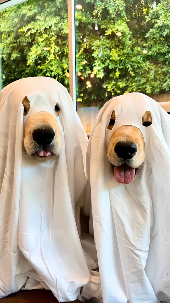 golden retriever dressed as ghost Okay but seriously, is there anything cuter than a in a costume? 👻😍, #dogoftheday #goldenretriever #cutedog #ilovemydog #trend #dogmomlife | Chase n Chester dog ghost photoshoot