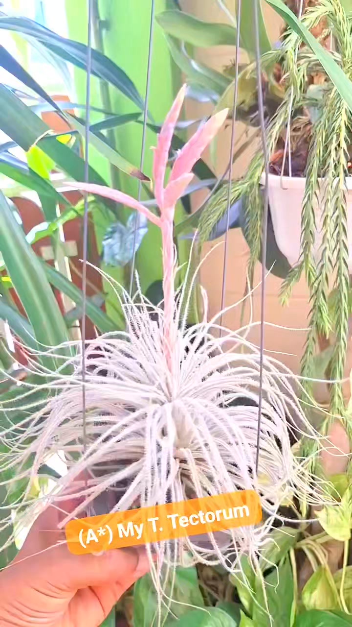 Tillandsia 'Totoro' cv.of ionantha #tillandsiaionantha