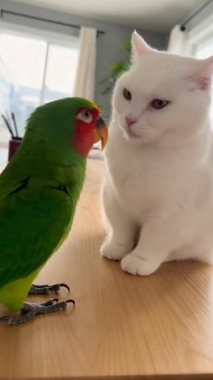 Hey cat I think I love you 😂😂😂 #copsontiktok #parrotsoftiktok # ...