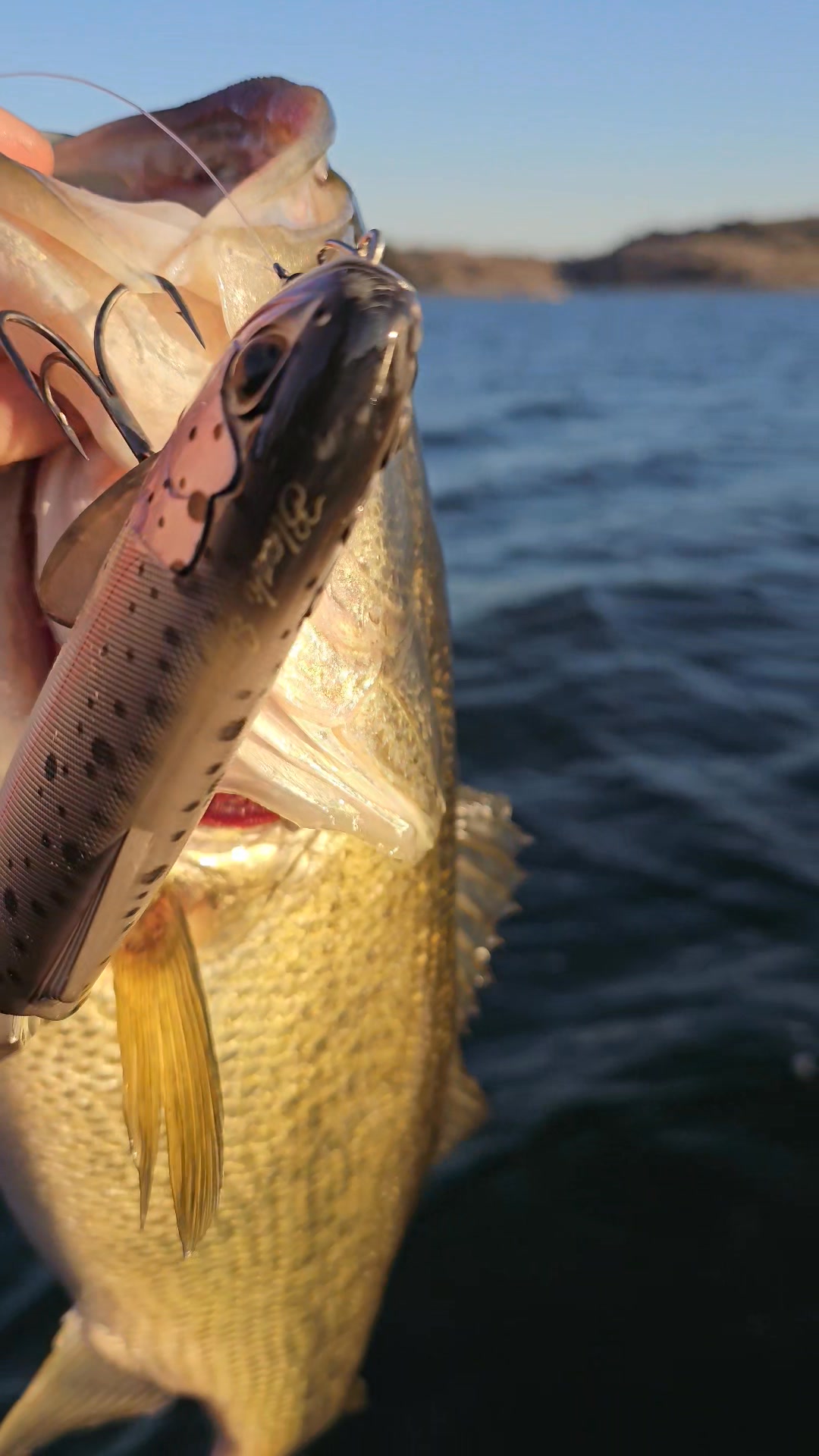 penn battle iii 5000 spinning reel Color:WHITE Split Cane Shimano Beastmaster bx Carp the Battle III series