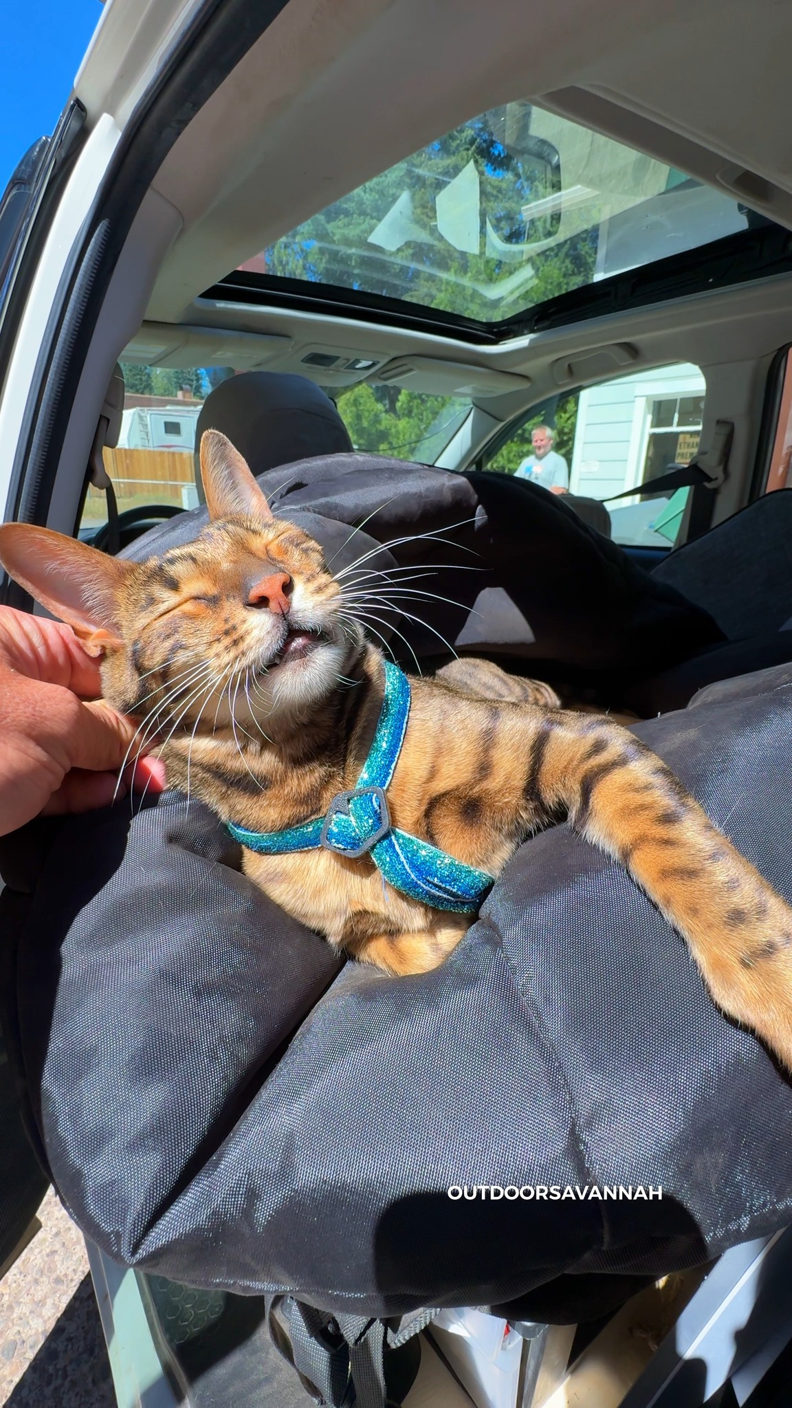 Crate For My Cats 💔🥲 #cat #outdoorsavannah | Raja and David