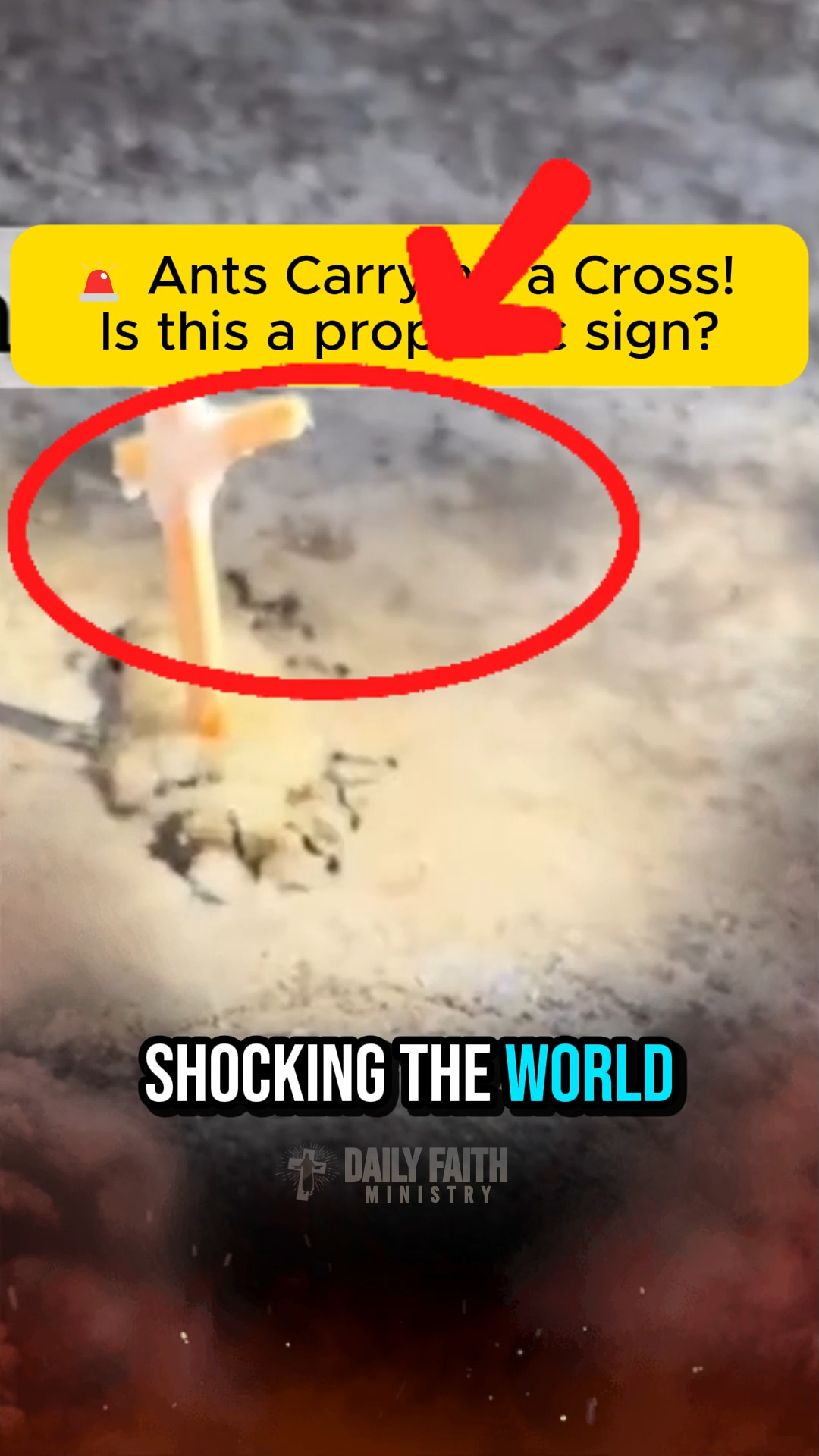 Ants Carrying a Cross! Is this a prophetic sign? #christianity #cross # ...