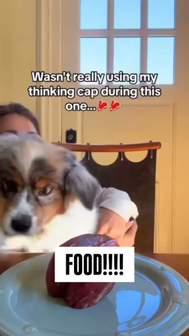 Only Paws Fans on Reels | Facebook