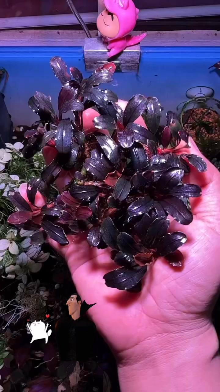 ブセファランドラ　Dracula Bucep Dracula #bucephalandra | TuoiNguyen Svl