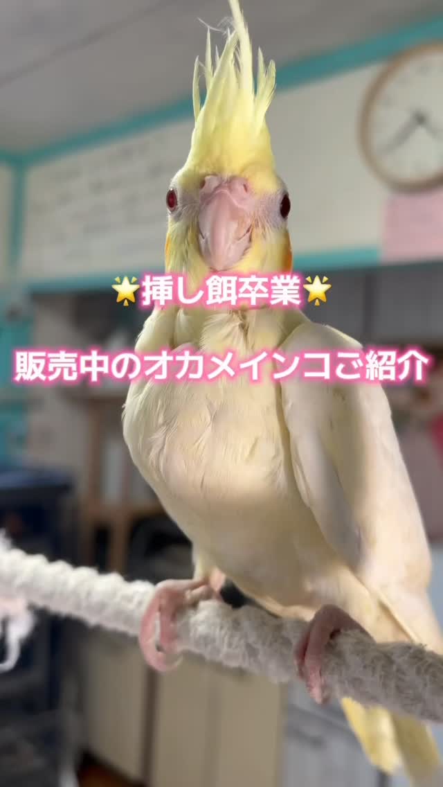 シンデレラ カチューシャ 日本 Disney World シンデレラ カチューシャ