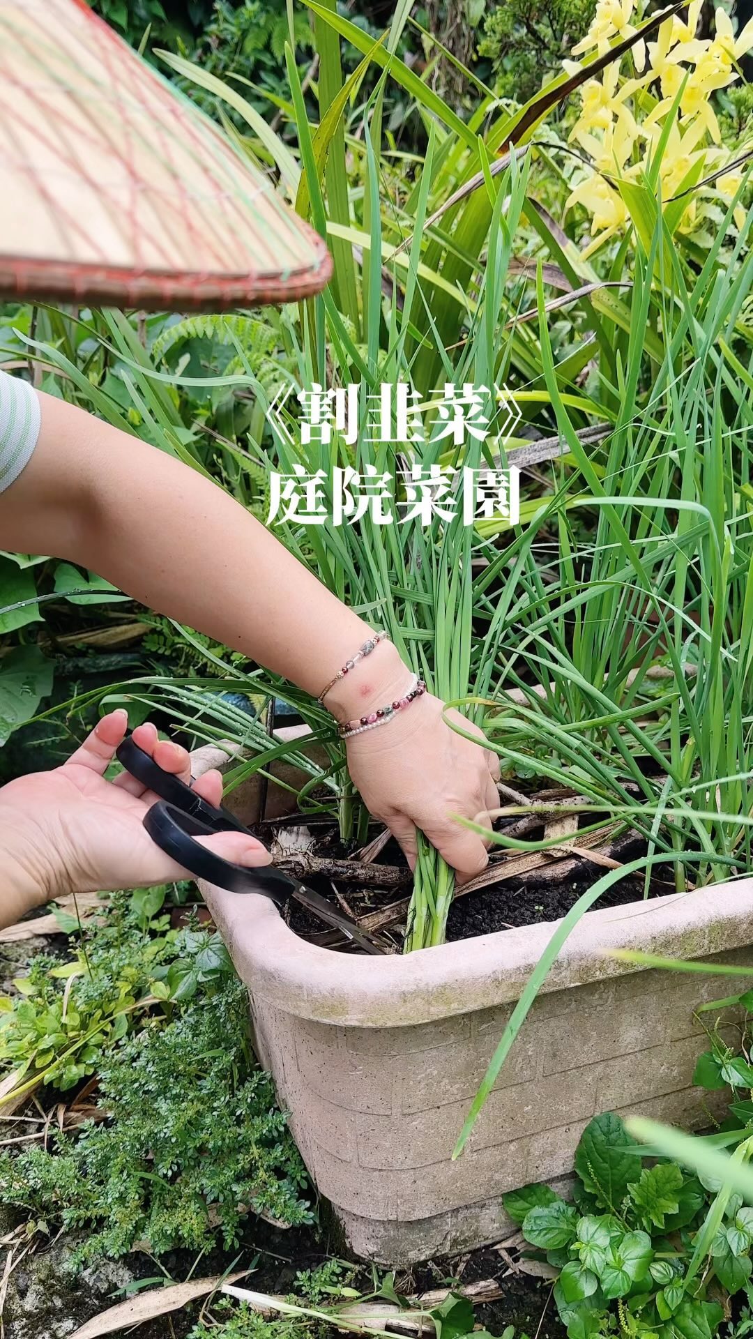 《割韭菜》老家的庭院種了幾盆韭菜～我媽說韭菜要常割才會越長越好☺️ 2024.09.08拍攝 #跟真姊妹一起健康過生活～ #韭菜 #割韭菜 ...