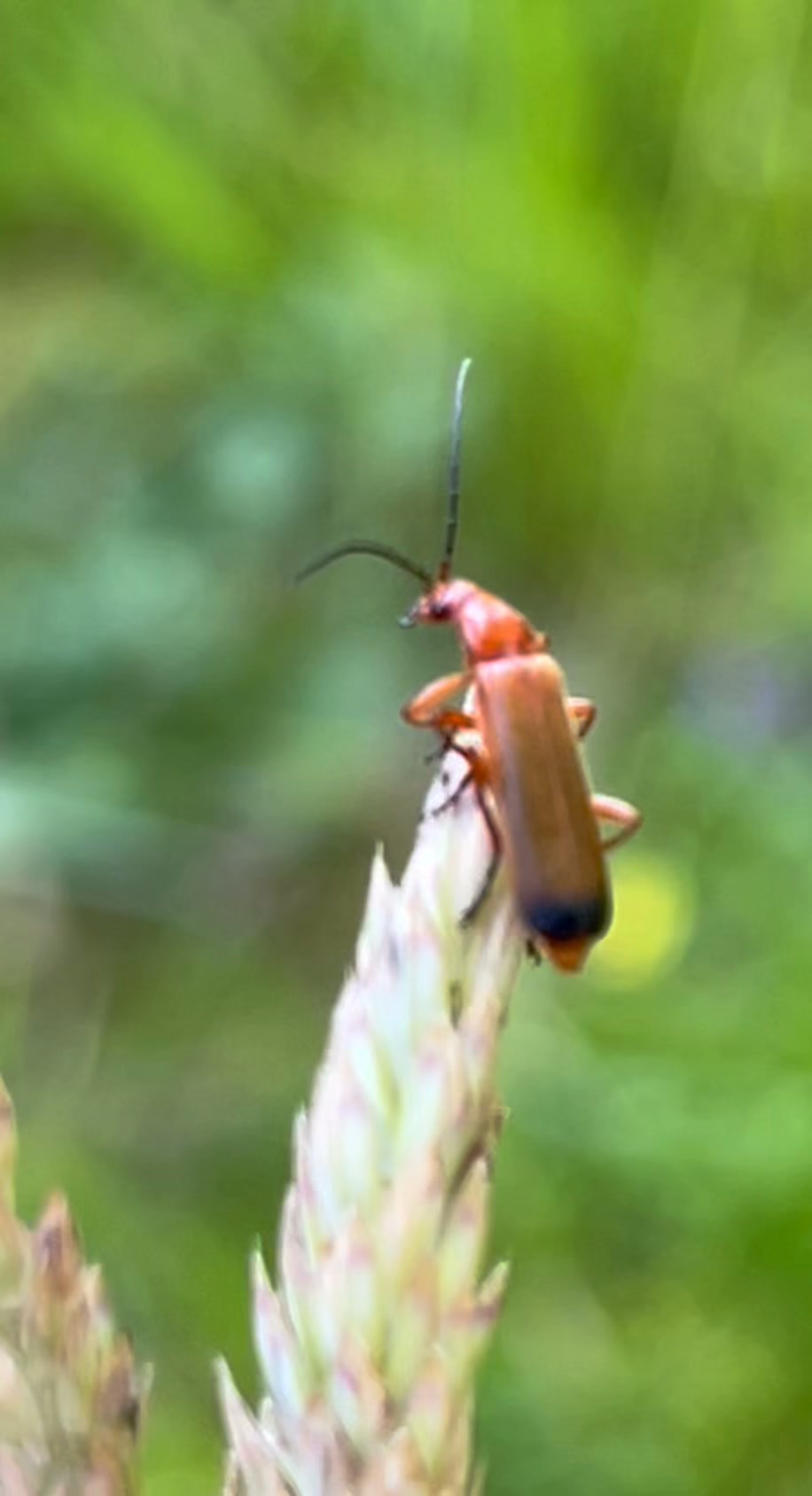 The iridescent beetle ( Sternocera aequisignata) is one of those