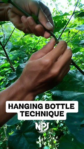 propagate plants in a unique way.🌱 #airlayering #grafting #fblifestyle ...