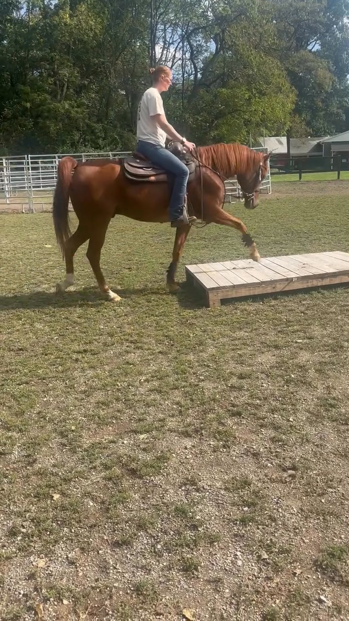 🚨 Fancy 7 year old tall purebred registered gelding! Royally bred - by ...