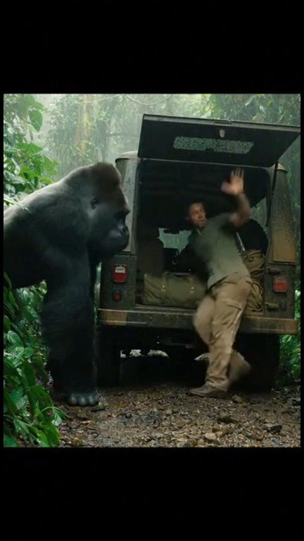 Oh no! 😊 A man is putting his bag in a jeep, and suddenly a big gorilla ...