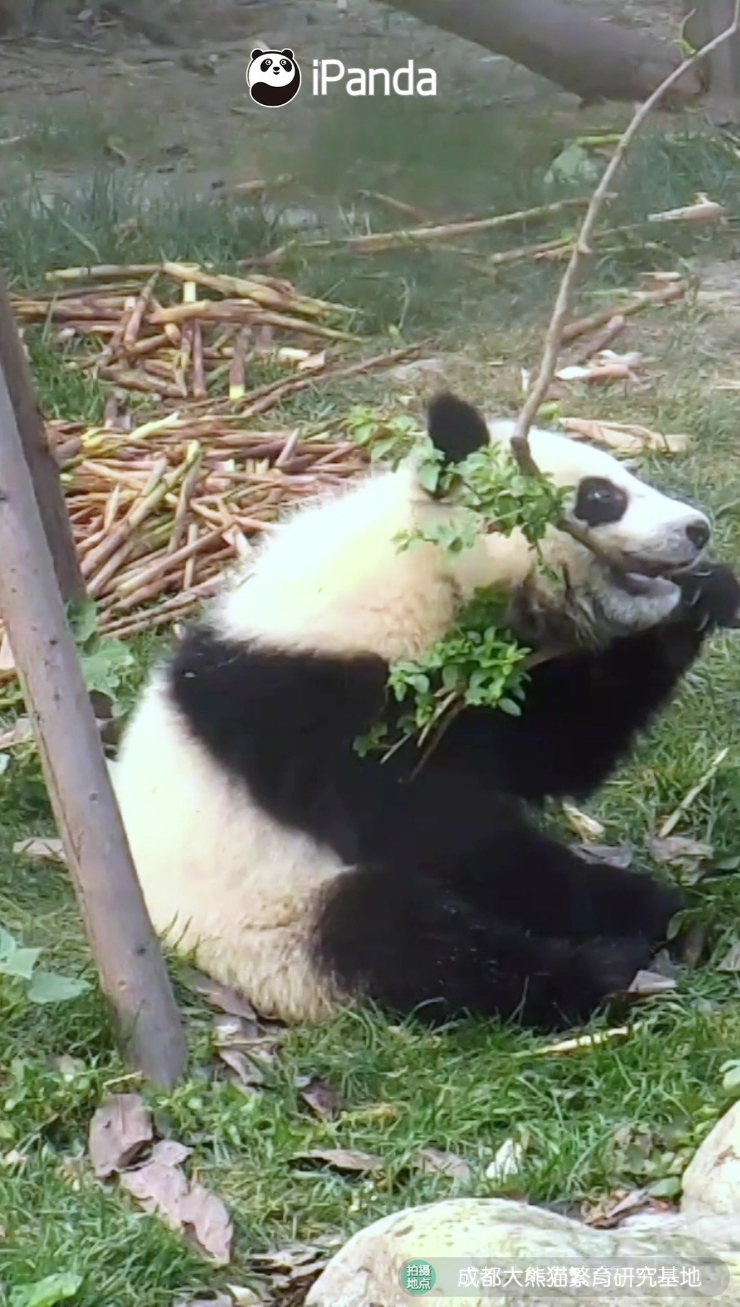 スマートパンダ Are all pandas smart? Who is the smartest panda do you think in