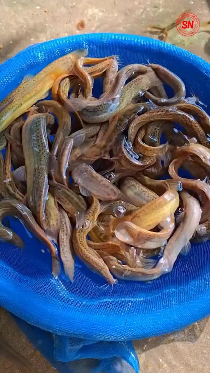 🐟 ปลาหลดเวียดนาม เลี้ยงยังไงให้โตดี ขายง่าย? หลายคนสนใจปลาหลดเวียดนาม ...