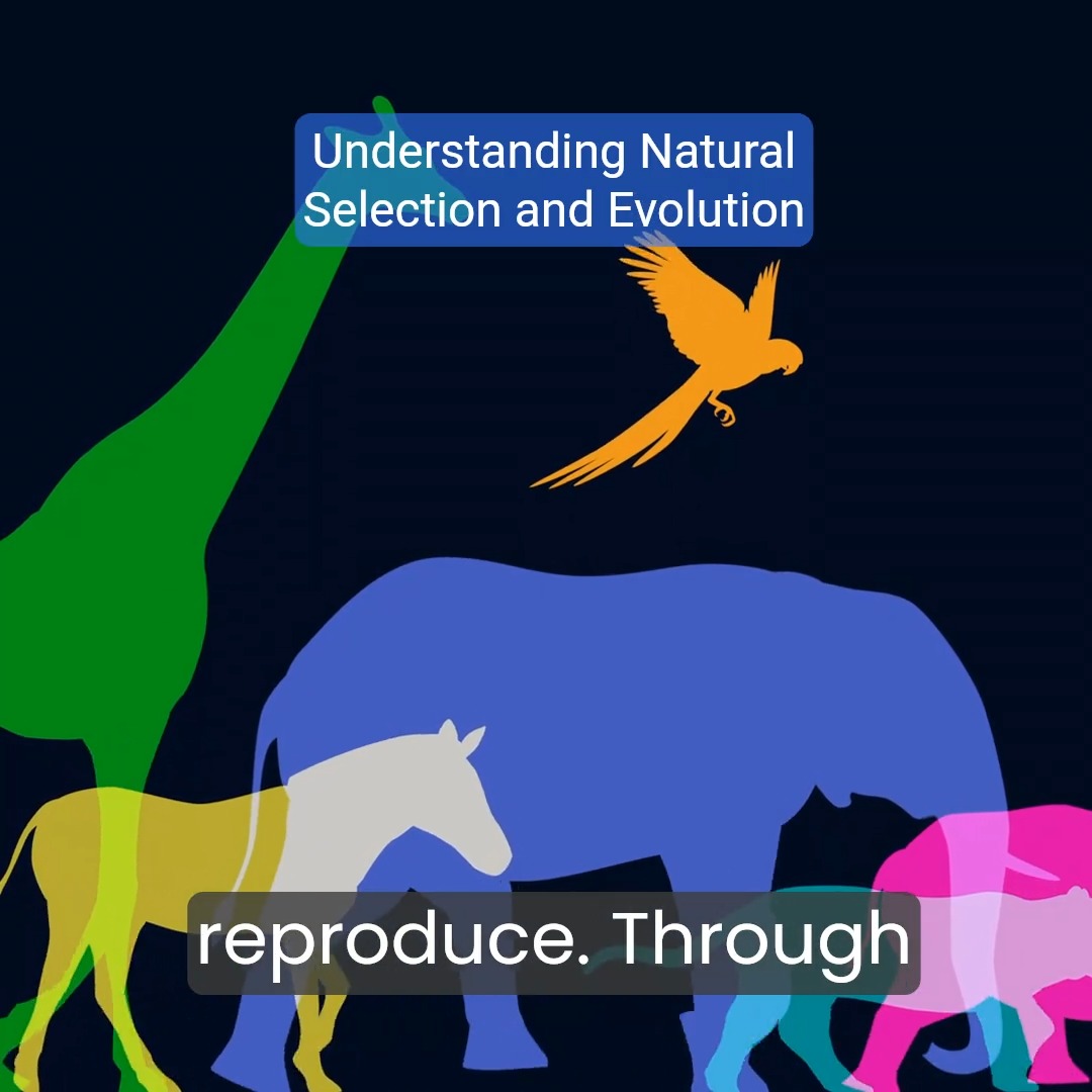 Understanding Natural Selection: Evolution Explained for Grade 10 ...