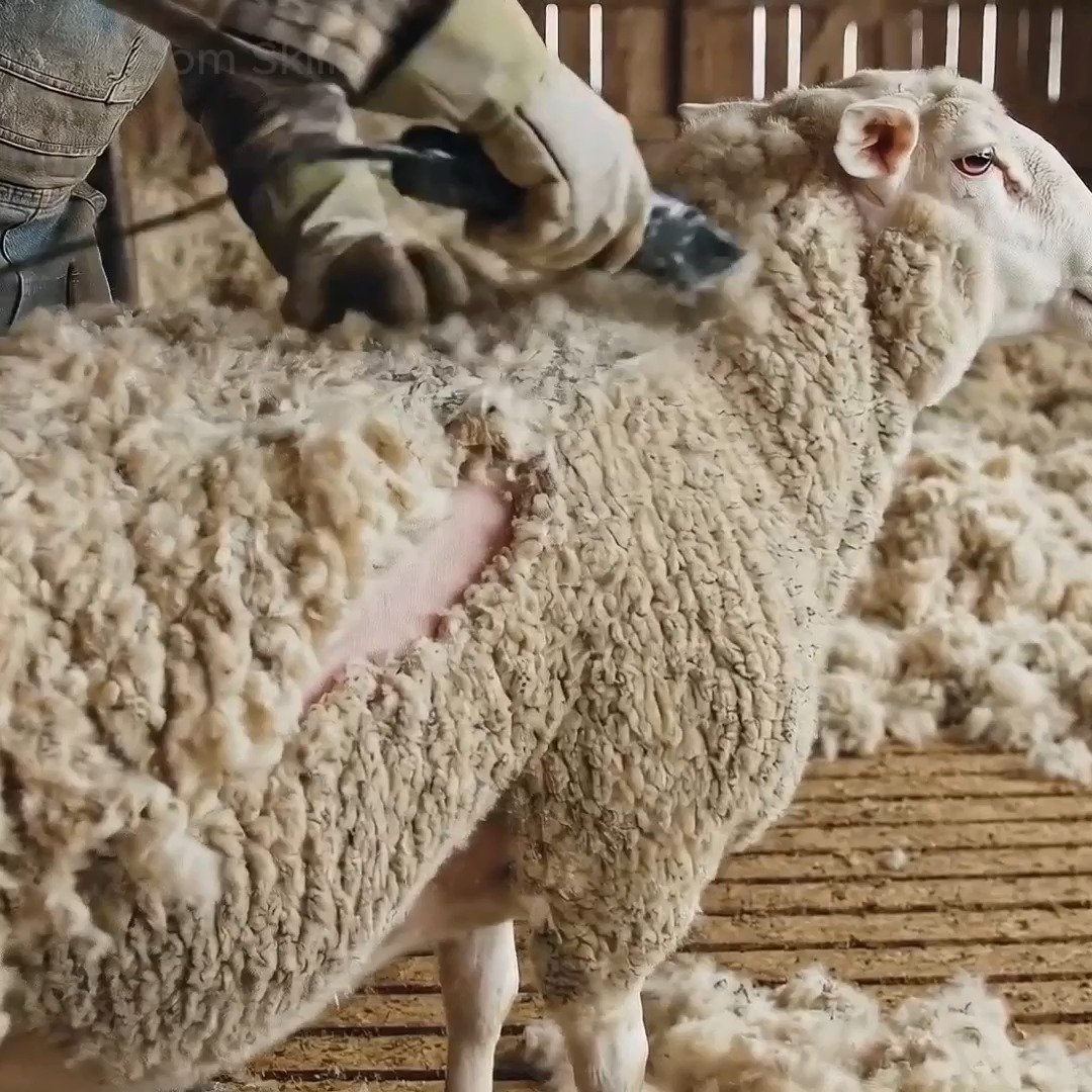 Inside a Traditional Wool Factory — How Sheep Wool Becomes Warm, Winter ...