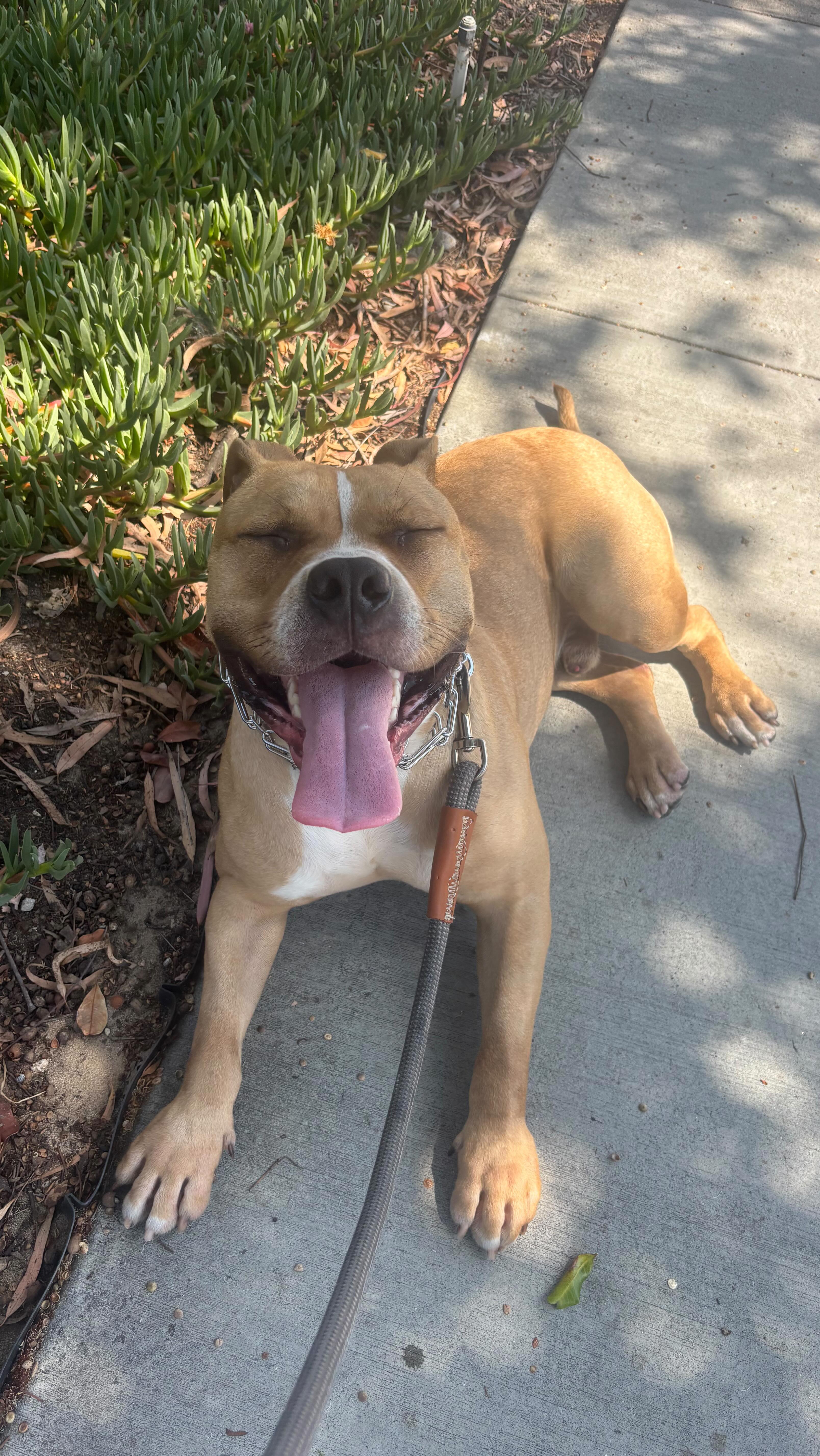 ️UPDATE: ADOPTED ️Meet Ash! Get ready to fall in love with Ash, the ...