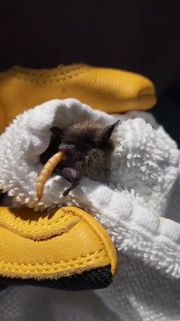 October 24th marks the start of #BatWeek2025! 🦇 #BatWeek runs from ...