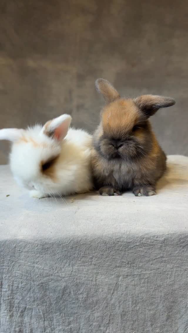 #bunnyoftheday #gooseberryrabbity #bunnylove #rabbitsworldwide #rabbit ...