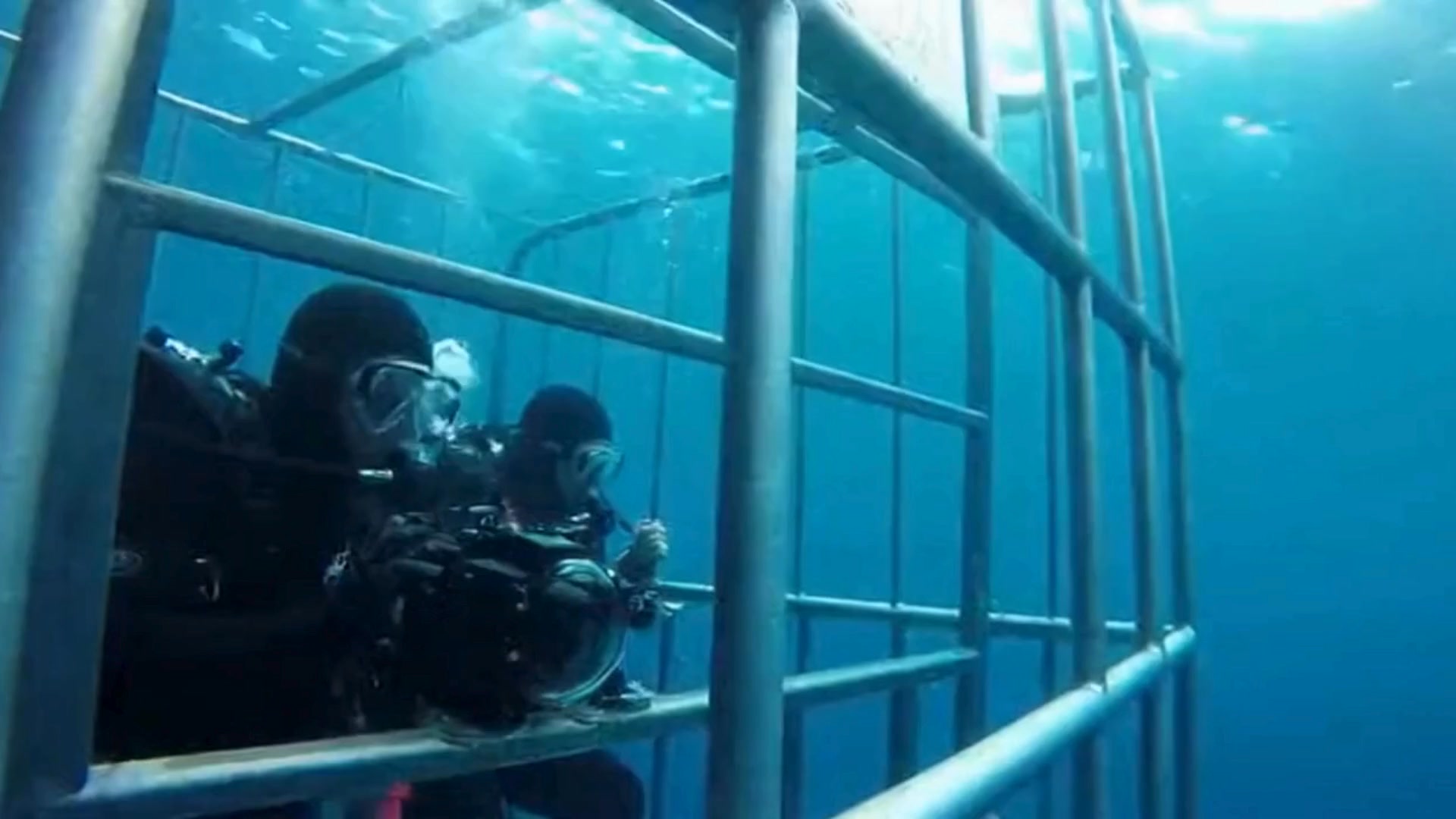 Shark vs. Steel Cage — Divers Face the Ocean’s Apex Predator Up Close ...