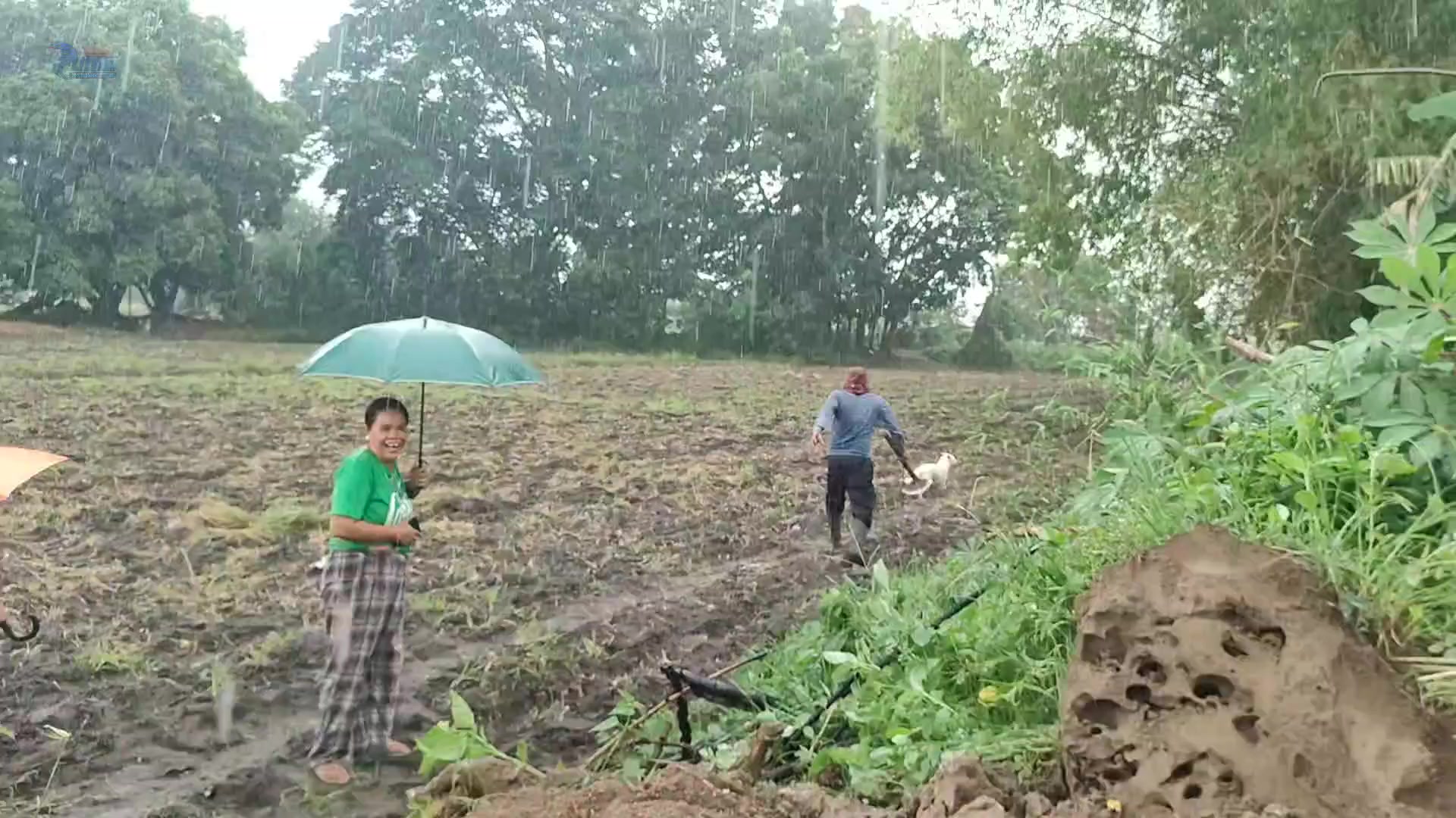 inabutan na ng ulan sa pag dakip ng kumpol kumpol na mga cobra sa punso ...