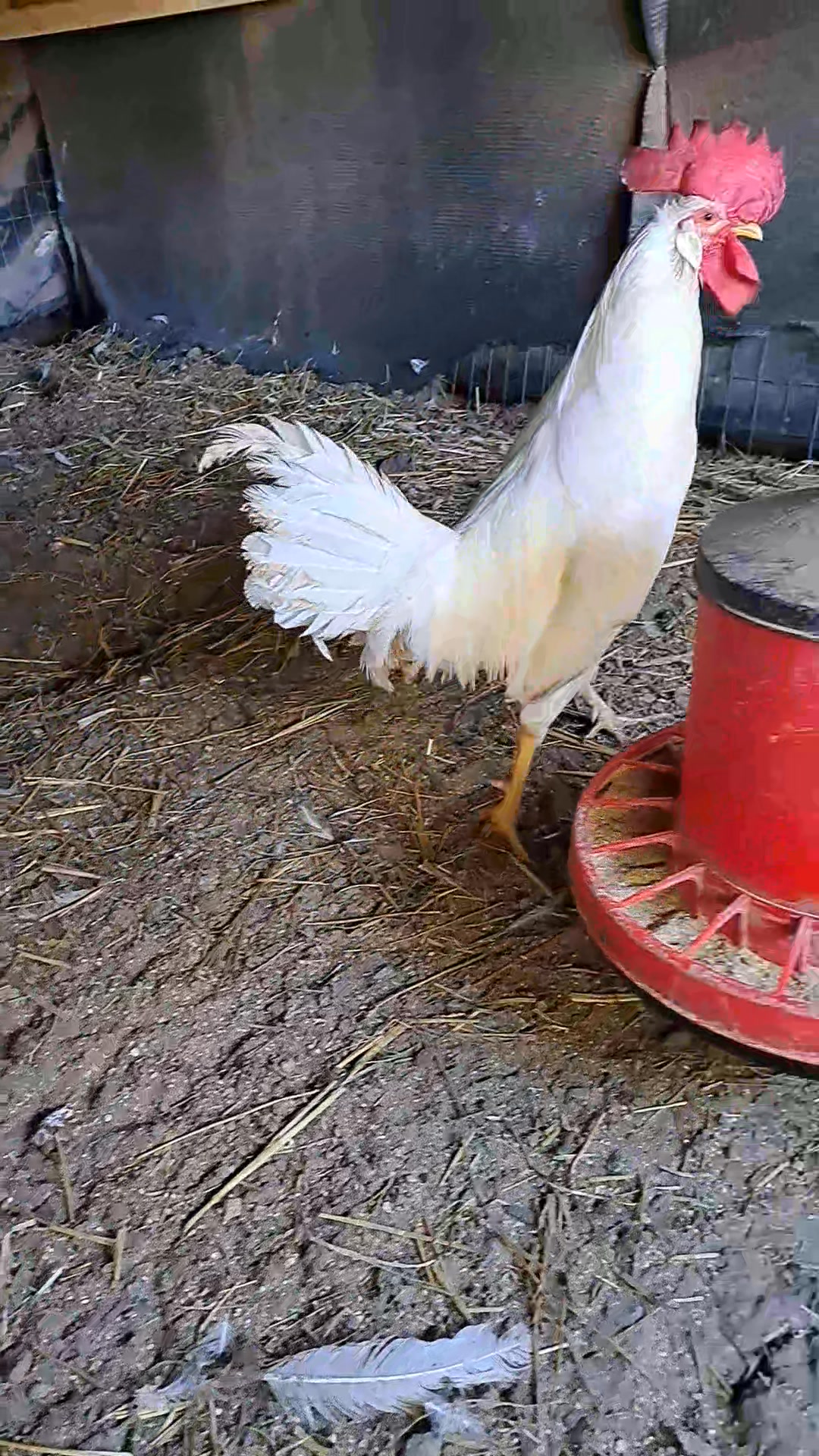 Uova Fertili Di Gallina Livornese Bianca - Da Cova O Incubatrice - Prodotto In Italia - Foto 2