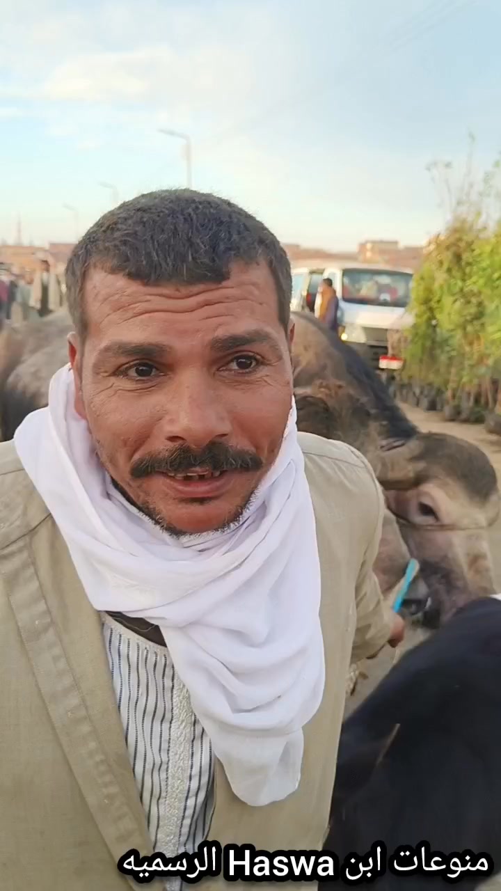 #غير طريقه باكبر فحلين لحم ب١٩٠ الف 🐄👉 #منوعات_ابن_Haswa_الرسميه ...