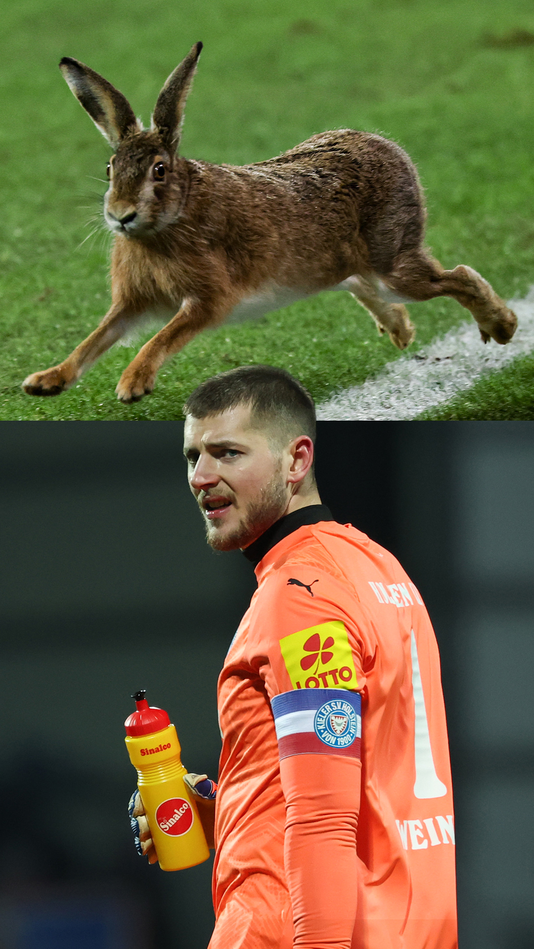A rabbit stormed the pitch in the DFB-Pokal and fully put on the ...