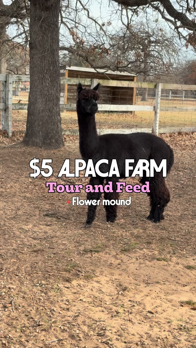 ひつじ&アルパカ様 🦙 Looking for a unique family-friendly activity near Sacramento