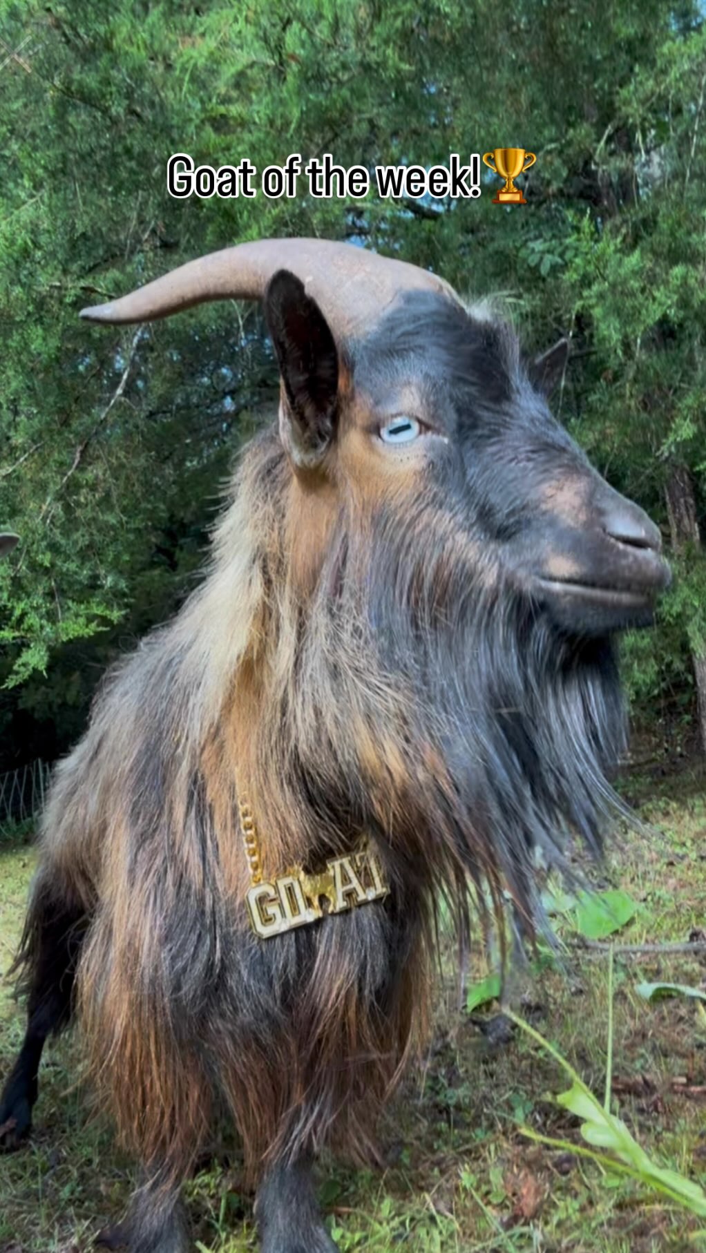 A long time ago in a pasture far, far away… …a legendary fuzzball rose ...