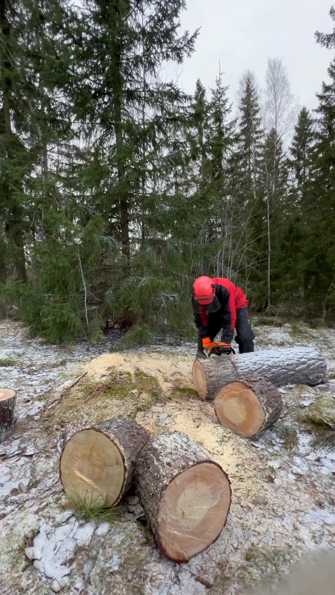 tiesitk-ett-puu-voi-olla-kuolematon-vaikka-yksitt-inen-puunrunko