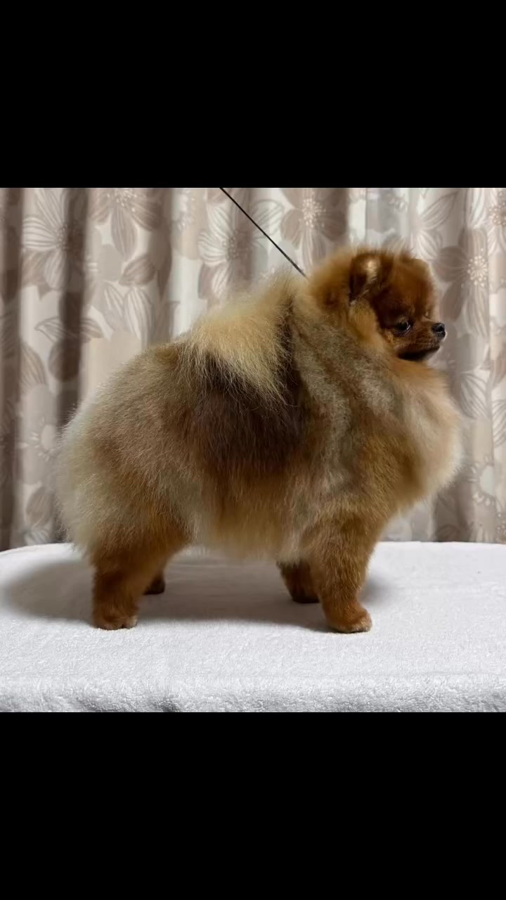 AC Dynasty Pomeranians (@AcDynastyPomeranians) • Facebook