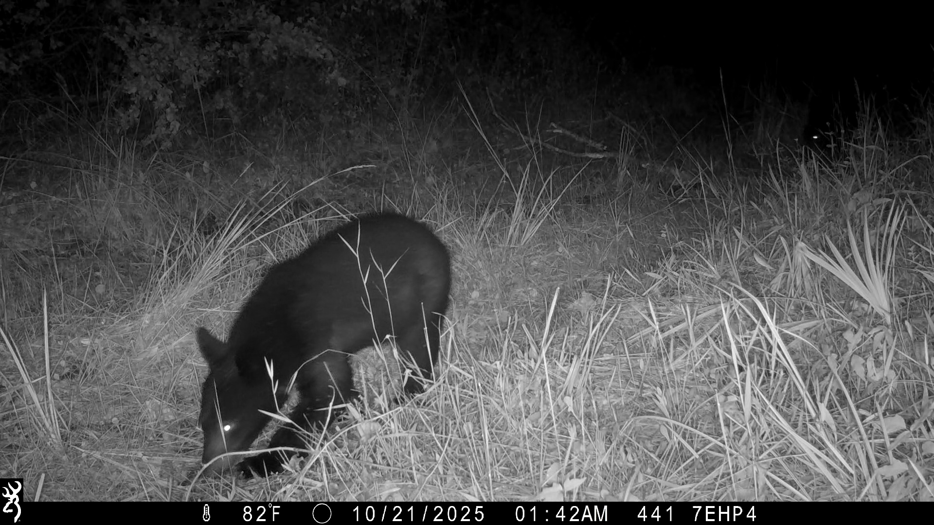 The 2025 Florida Black Bear Hunt ended yesterday, December 28. A ...