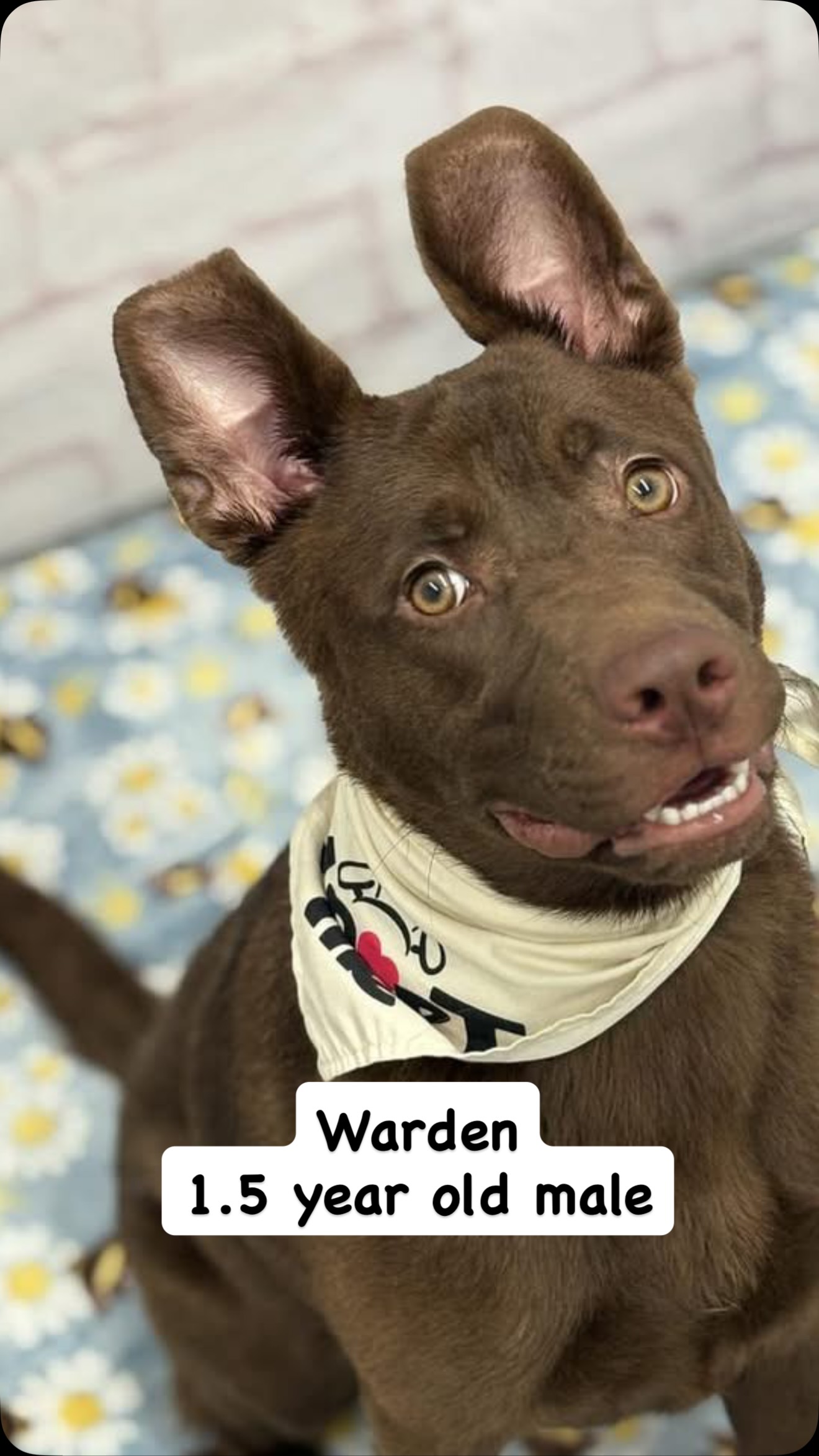Warden A185015 48 lb. neutered male, approx 1 1/2 years old 