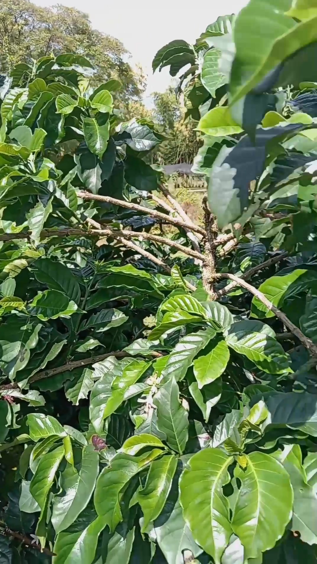 60 Semillas De Café Robusta (Coffea Canephora) – Genipap – Fáciles De Cultivar, Ideales Para Amantes Del Café Y Jardineros Aficionados