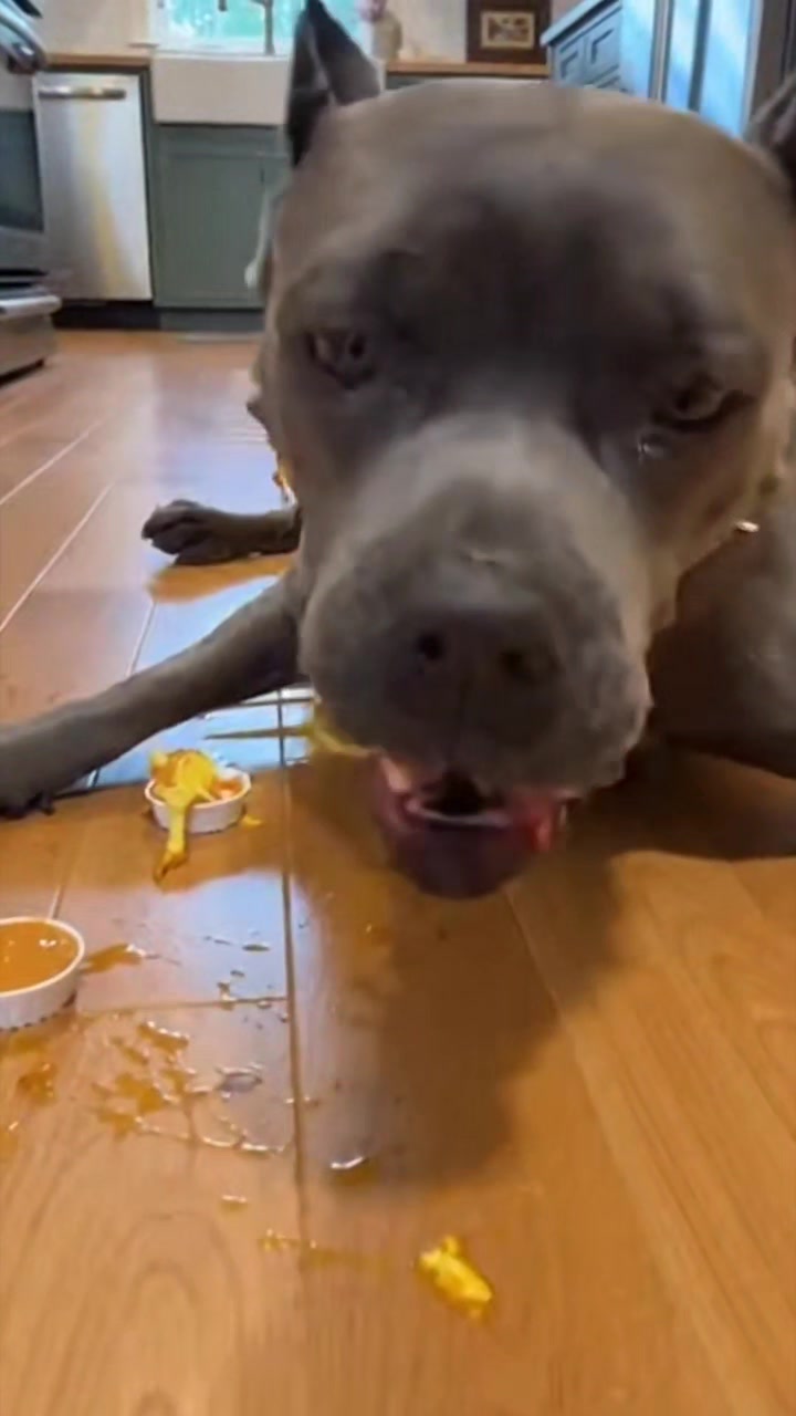“This Corn Dog Race Gets Completely Out of Control! 😂🌭🐶#FunnyReels # ...