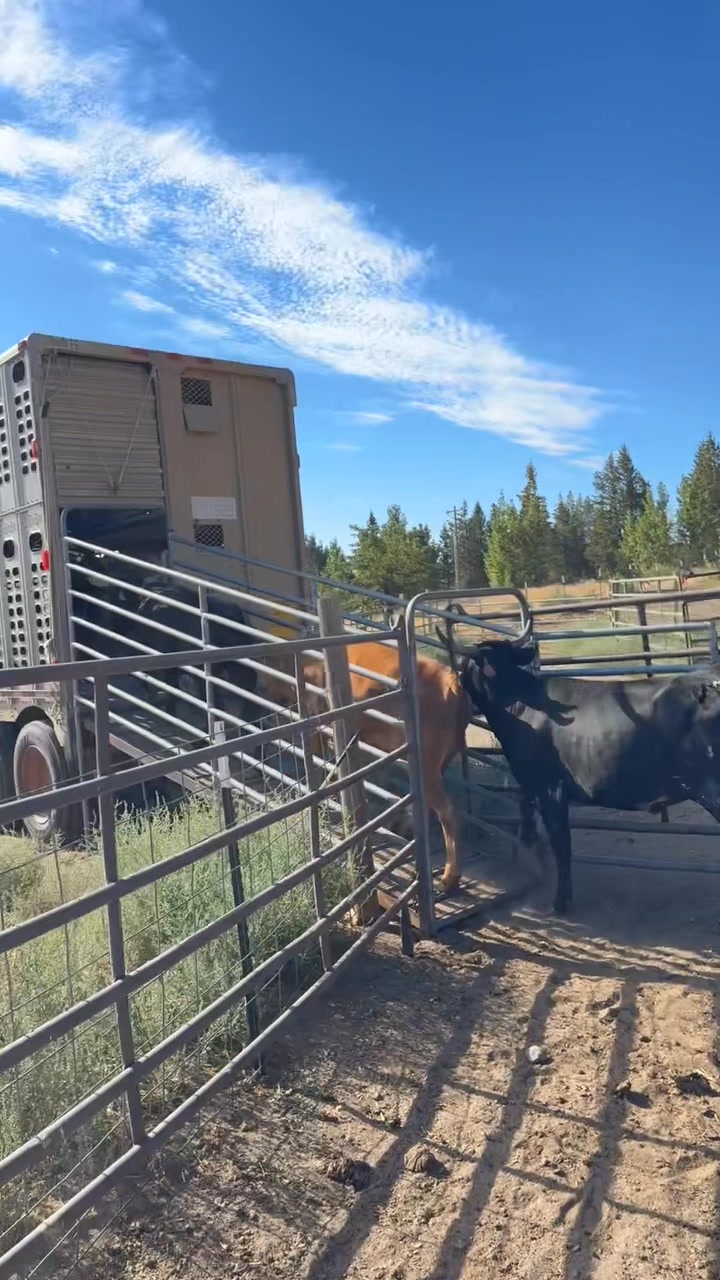 Ropers we will be using our good medium cattle tomorrow at the Corley ...