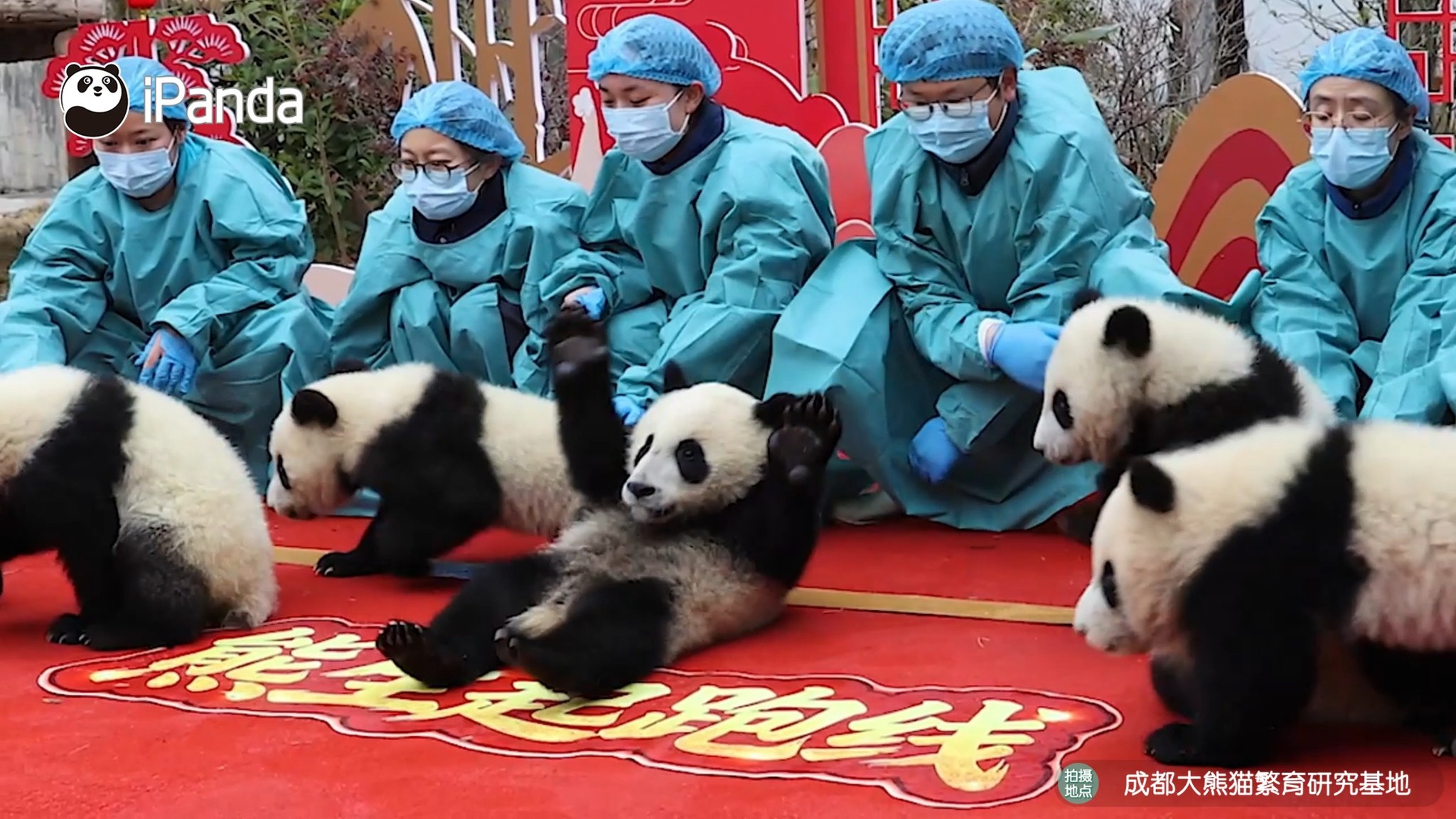 Which panda is the most mischievous one in the Chinese New Year's