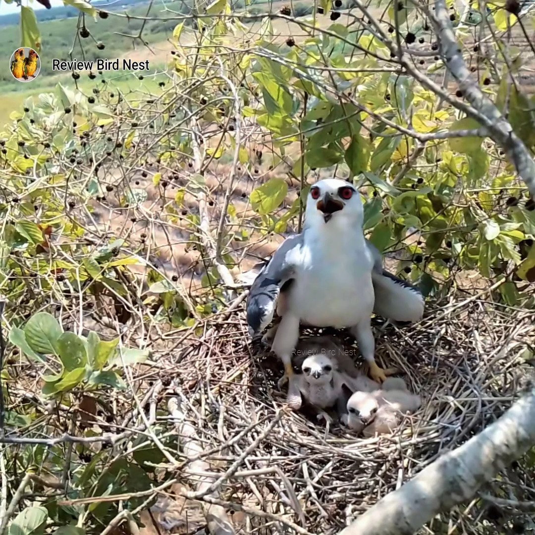 Black-winged kite birds Protect your child from the sun | Review Bird ...