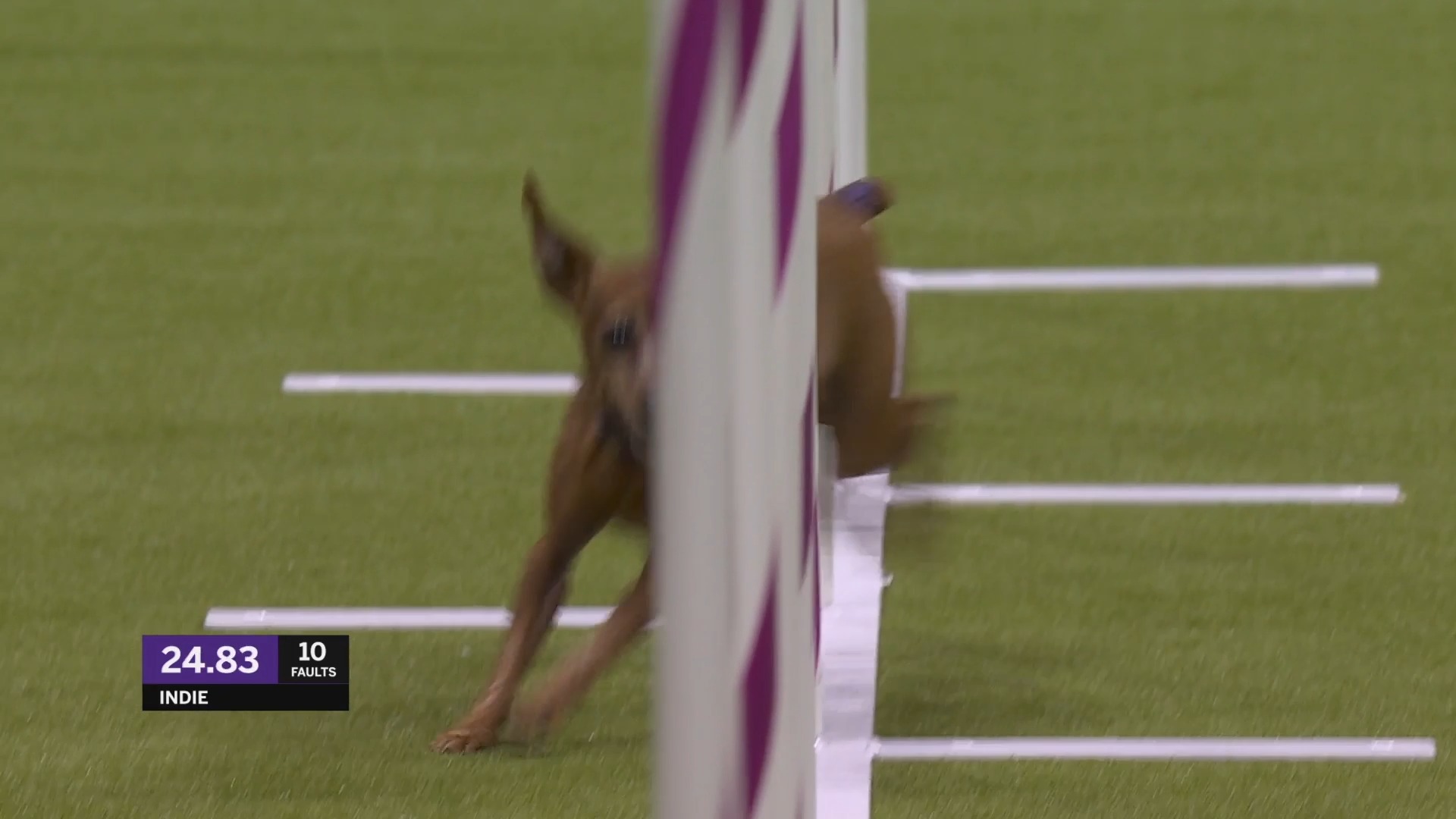 Indie may be little, but this Miniature Pinscher’s run at the 2024 ...