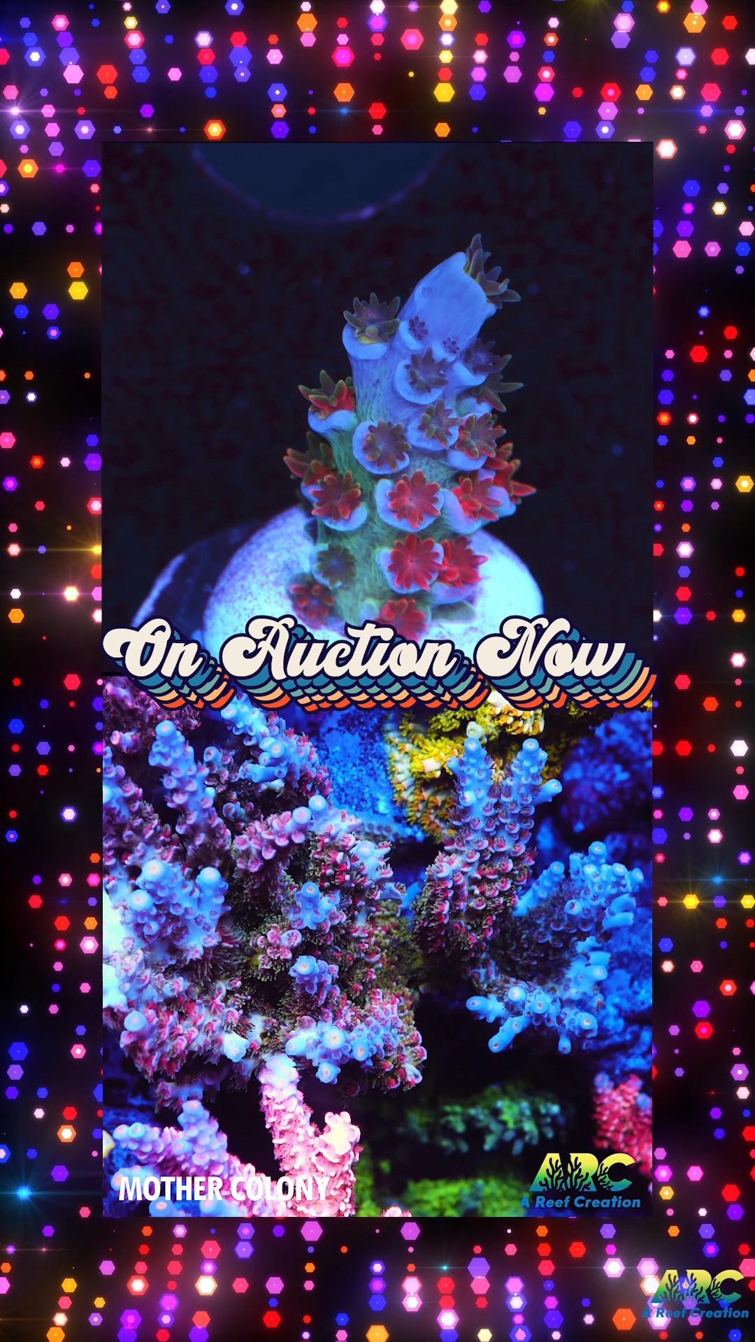 JF Blowtorch - On Auction Now! Place your bids at AReefCreation.com | A ...