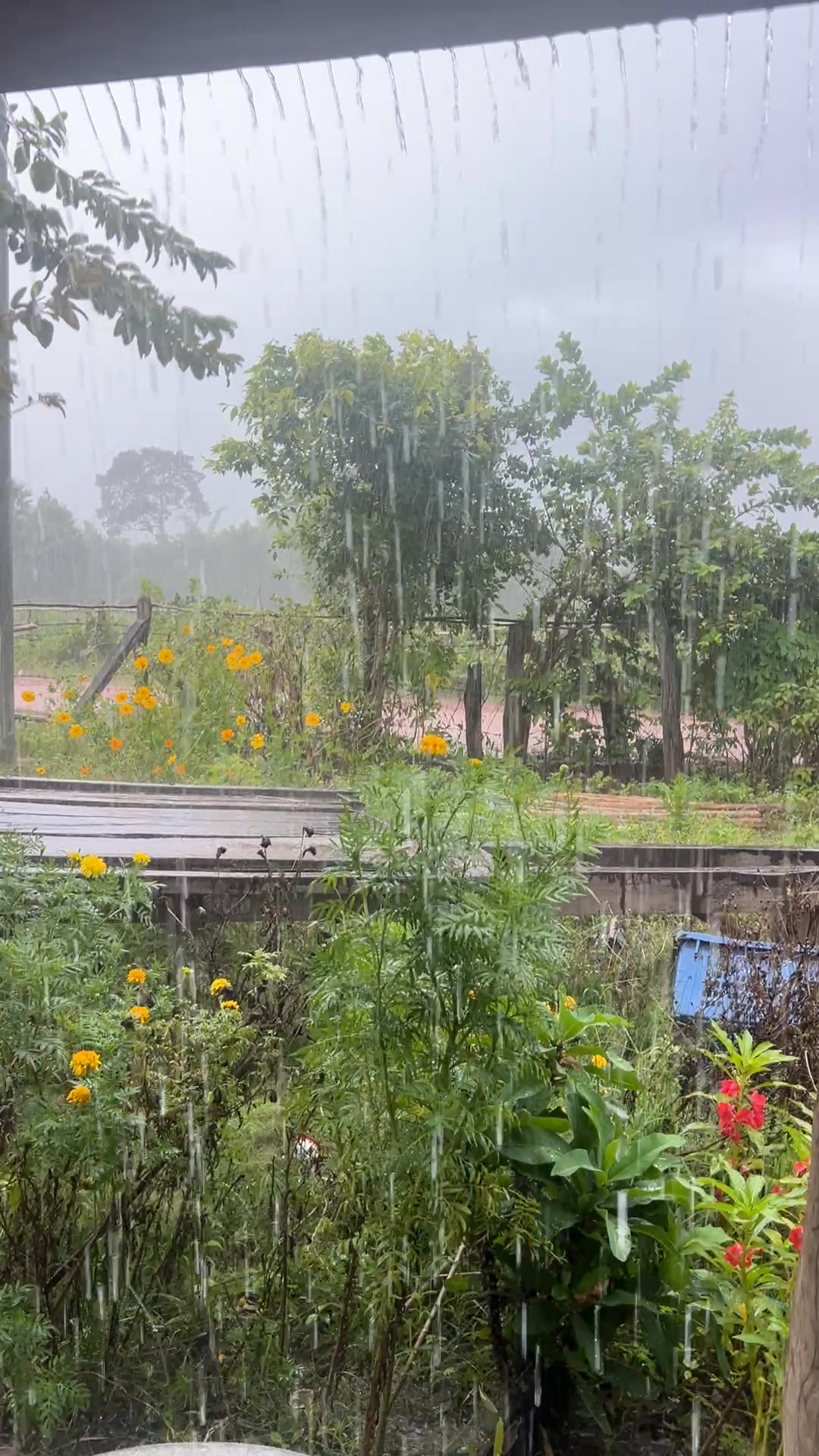 Our lives are refreshed when we hear the sound of rain #fblifestyle # ...
