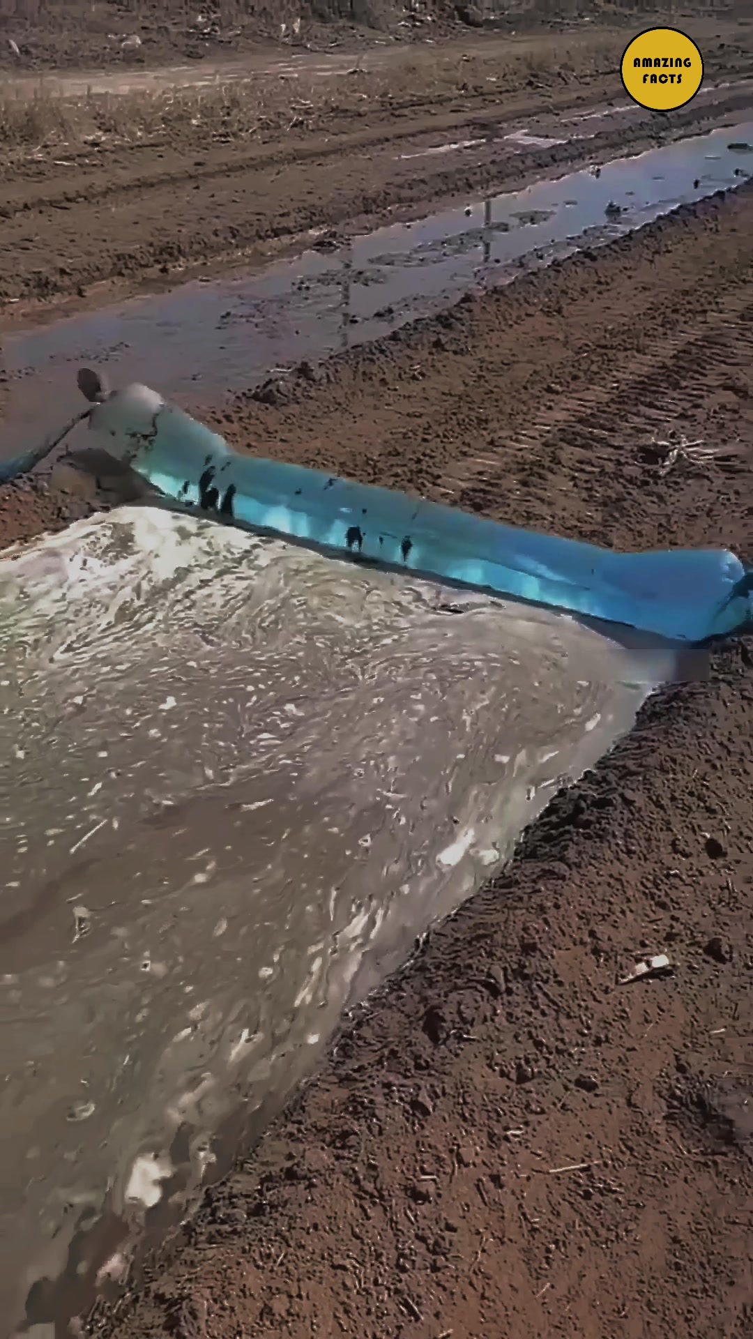 This genius technique saves tons of water. Check out how farmers do it ...