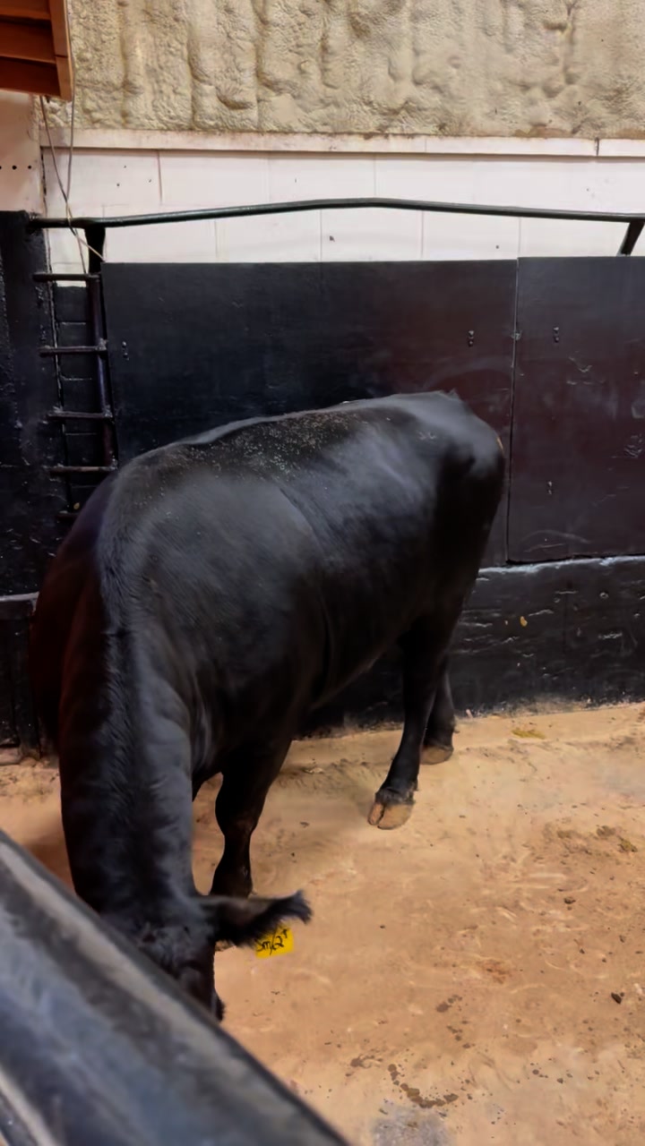 Sold 9/30: Packer Cow #1735 @ $162 | Woodward Livestock Auction, Inc ...