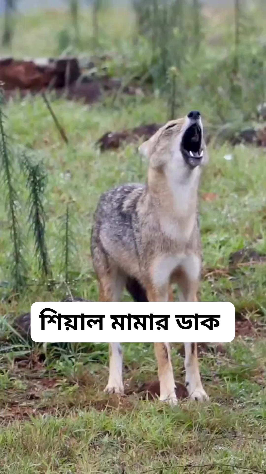 শিয়াল মামা যুদ্ধে যাওয়ার প্রস্তুতি নিতাছে #ressls #funnyreels #