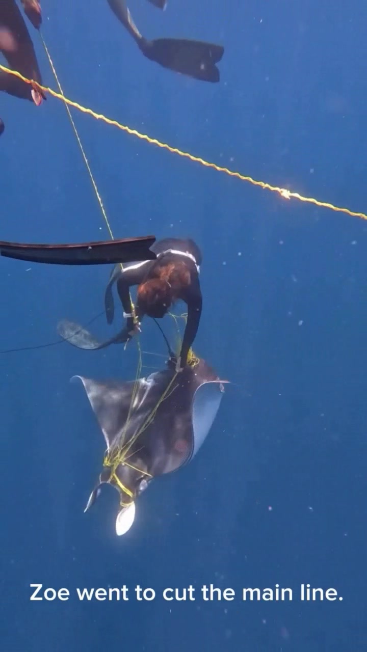 Entanglement of marine life is a global problem that results in the ...