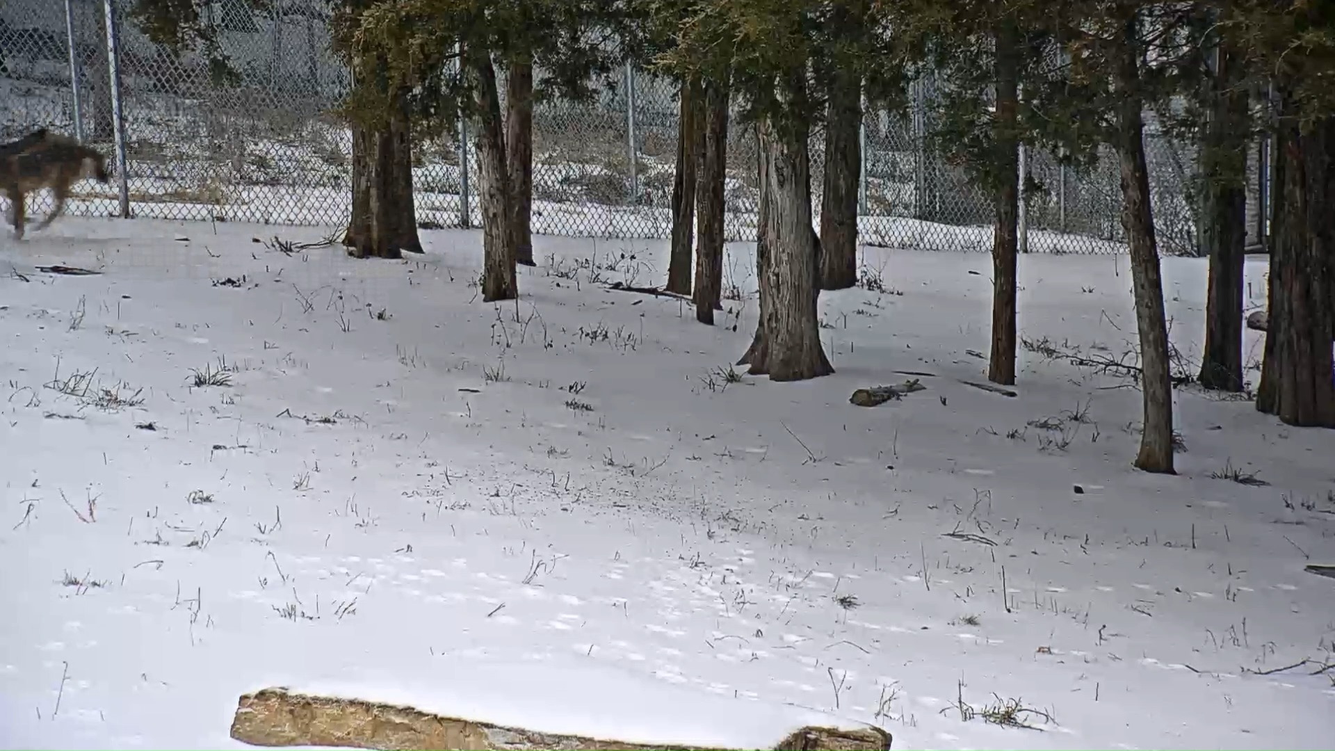 Wolf pack snow day ️ The American red wolves at the Zoo's wildlife ...