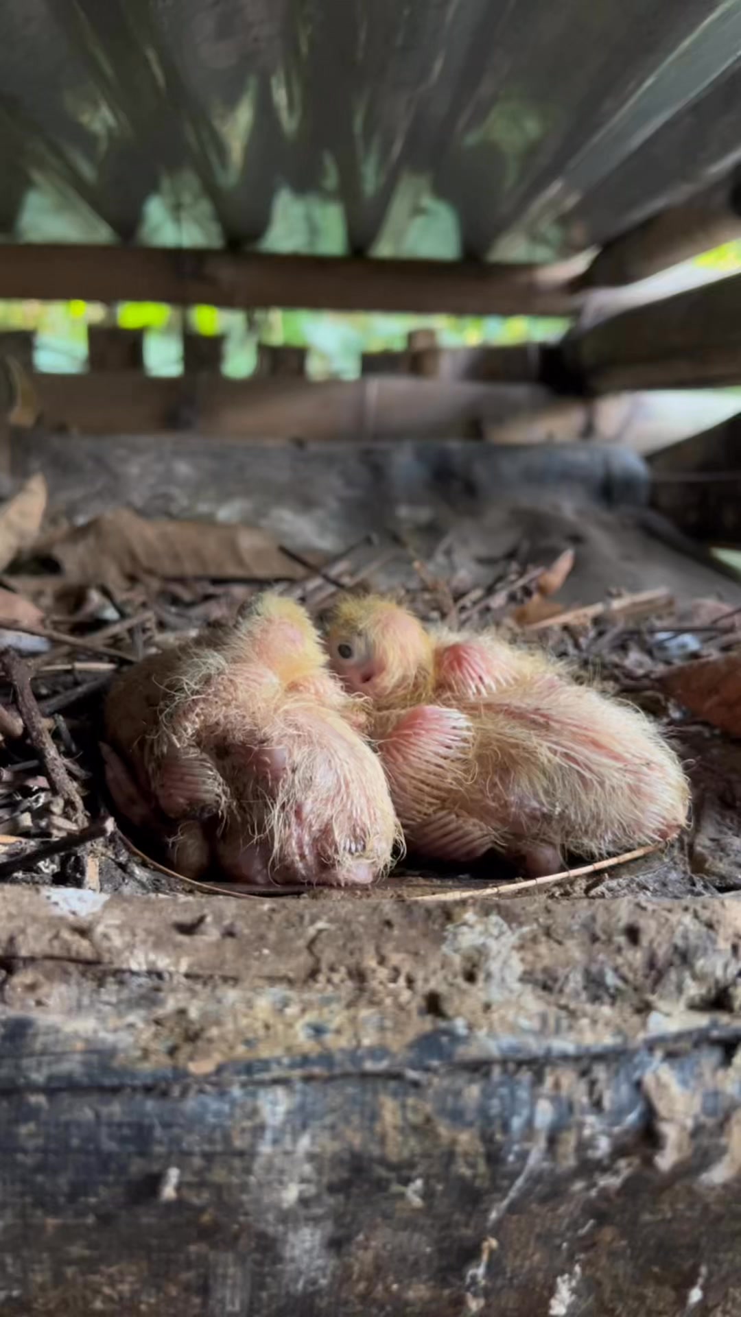 Update sa mga baby kalapati #kalapati #pigeon #handfeedkalapati # ...