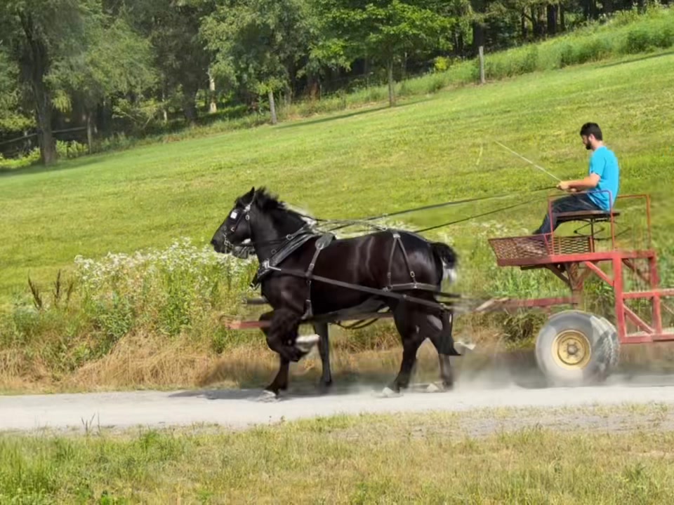 🌟 Today, we’re excited to showcase our second show mare, Windermere’s ...