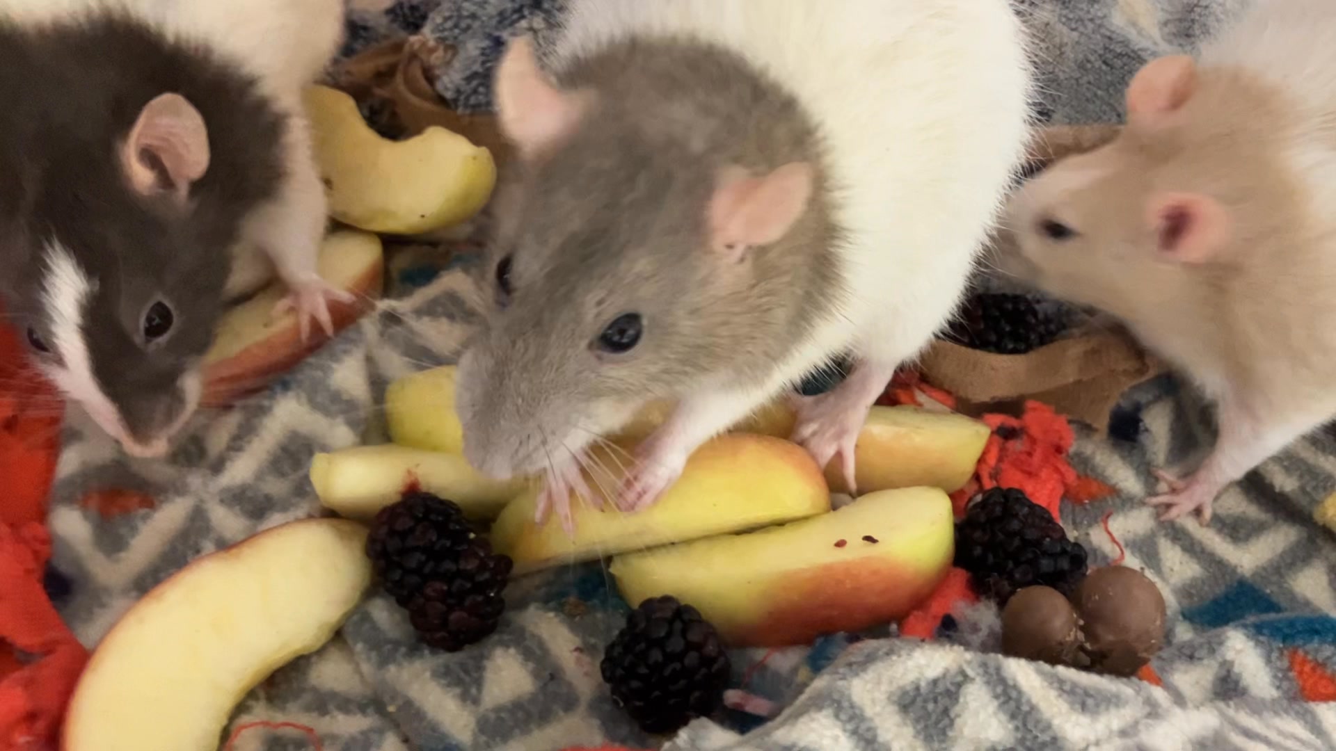 Ratties having yummy... - Critter Camp Exotic Pet Sanctuary | Facebook